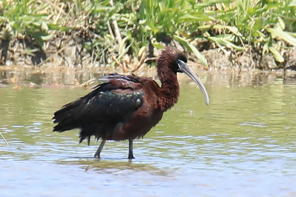 Étang de Vaccarès à Saintes-Maries-de-la-Mer — À 3,8 km du lac