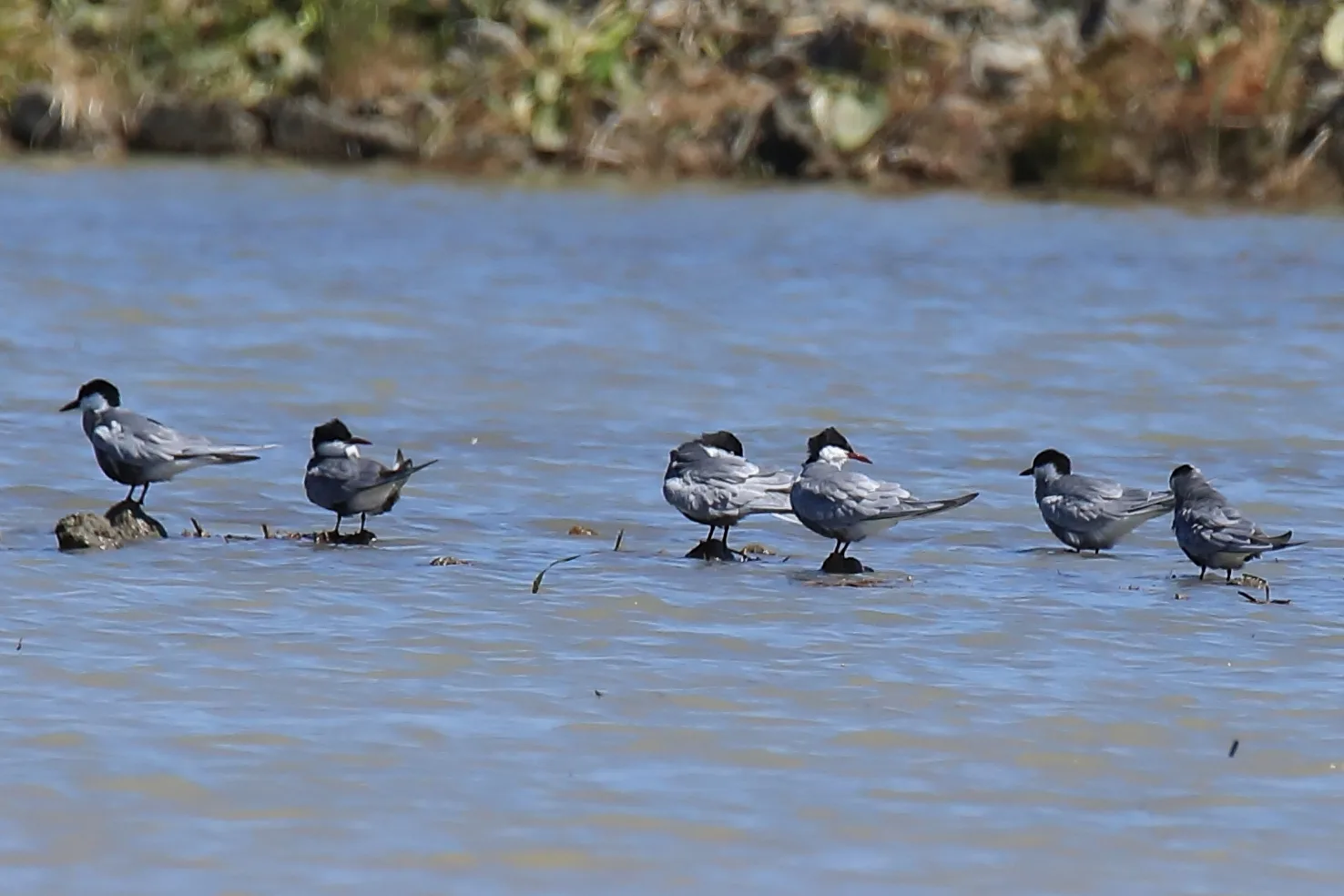 Étang de Vaccarès à Saintes-Maries-de-la-Mer — À 3,9 km du lac