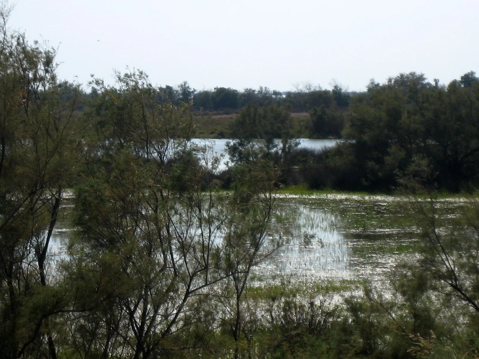 Étang de Vaccarès à Saintes-Maries-de-la-Mer — À 3,5 km du lac