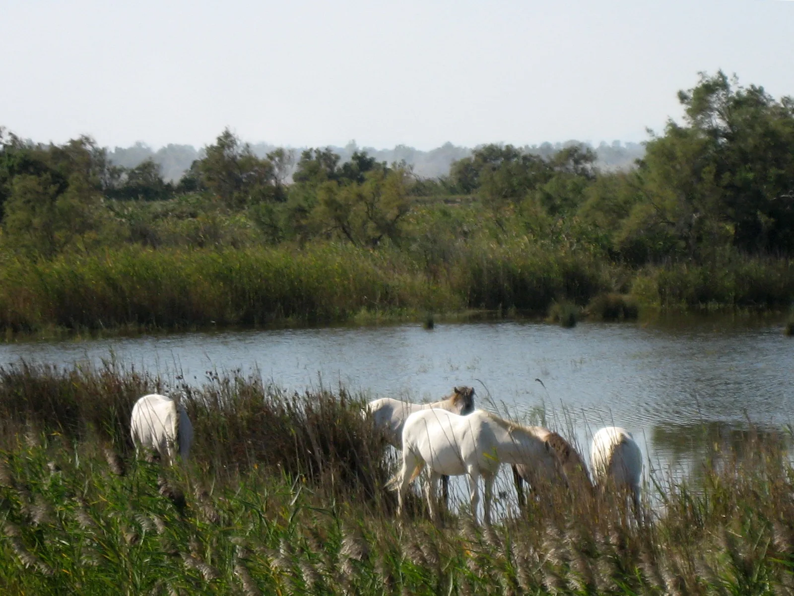 Étang de Vaccarès à Saintes-Maries-de-la-Mer — À 3,5 km du lac