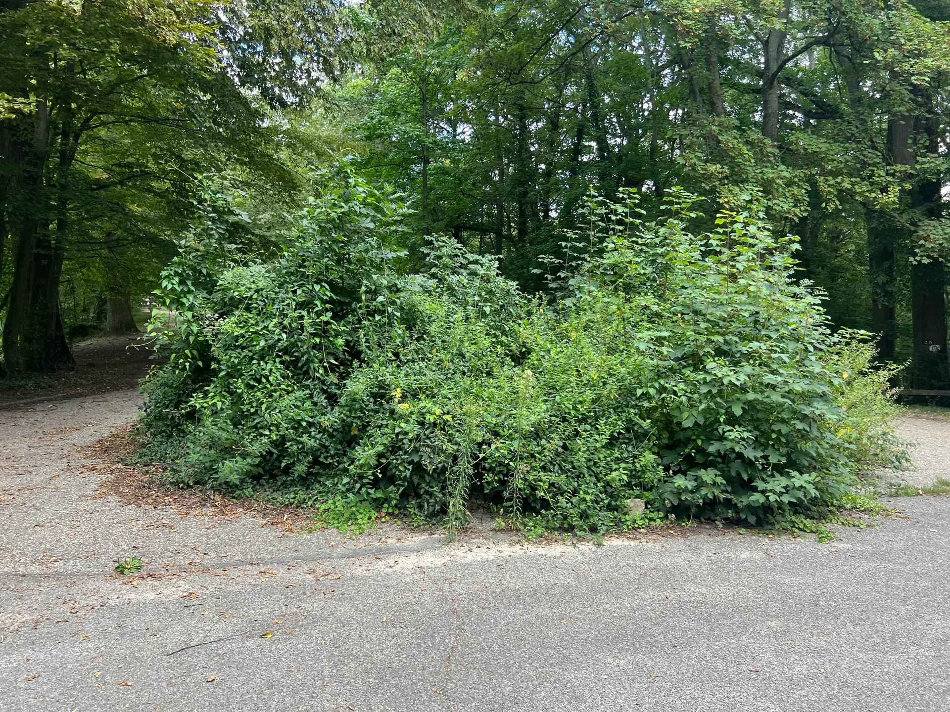 Etang de Villebon à Meudon — Sur le lac