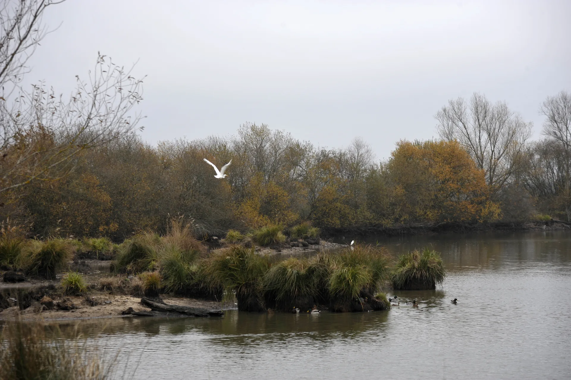 Etang des Epinettes à Saint-Michel-en-Brenne — À 4,9 km du lac