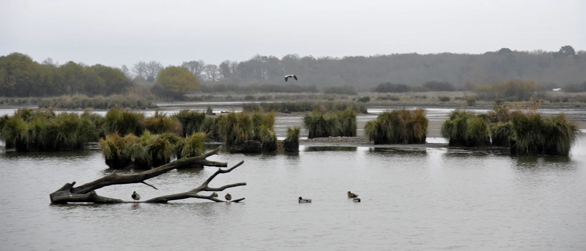 Etang des Epinettes à Saint-Michel-en-Brenne — À 4,9 km du lac