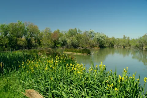 Etang des Iscles