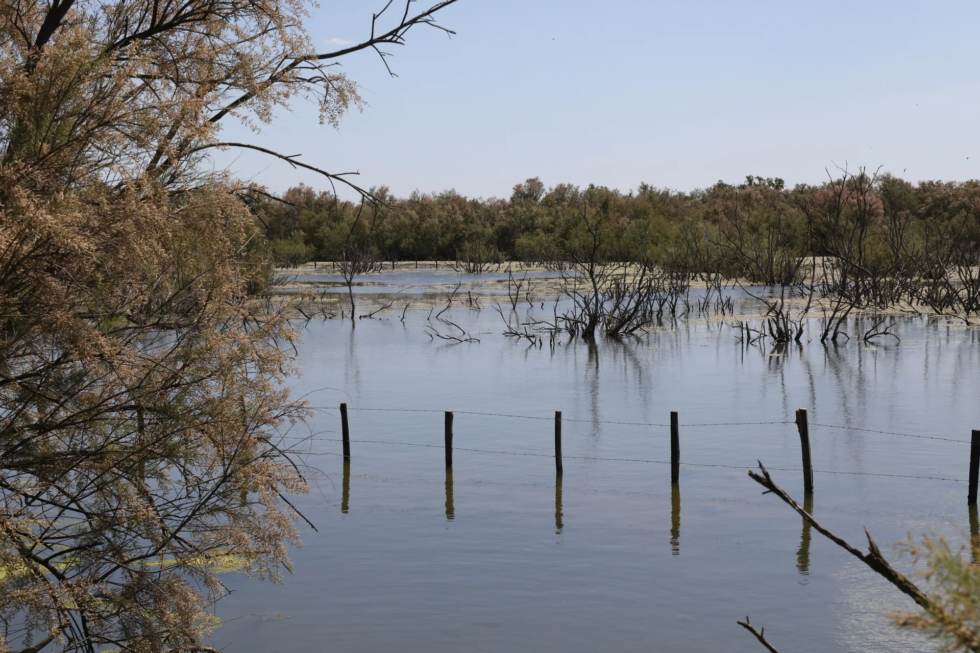 Etang des Iscles à Saint-Gilles — À 1,4 km du lac