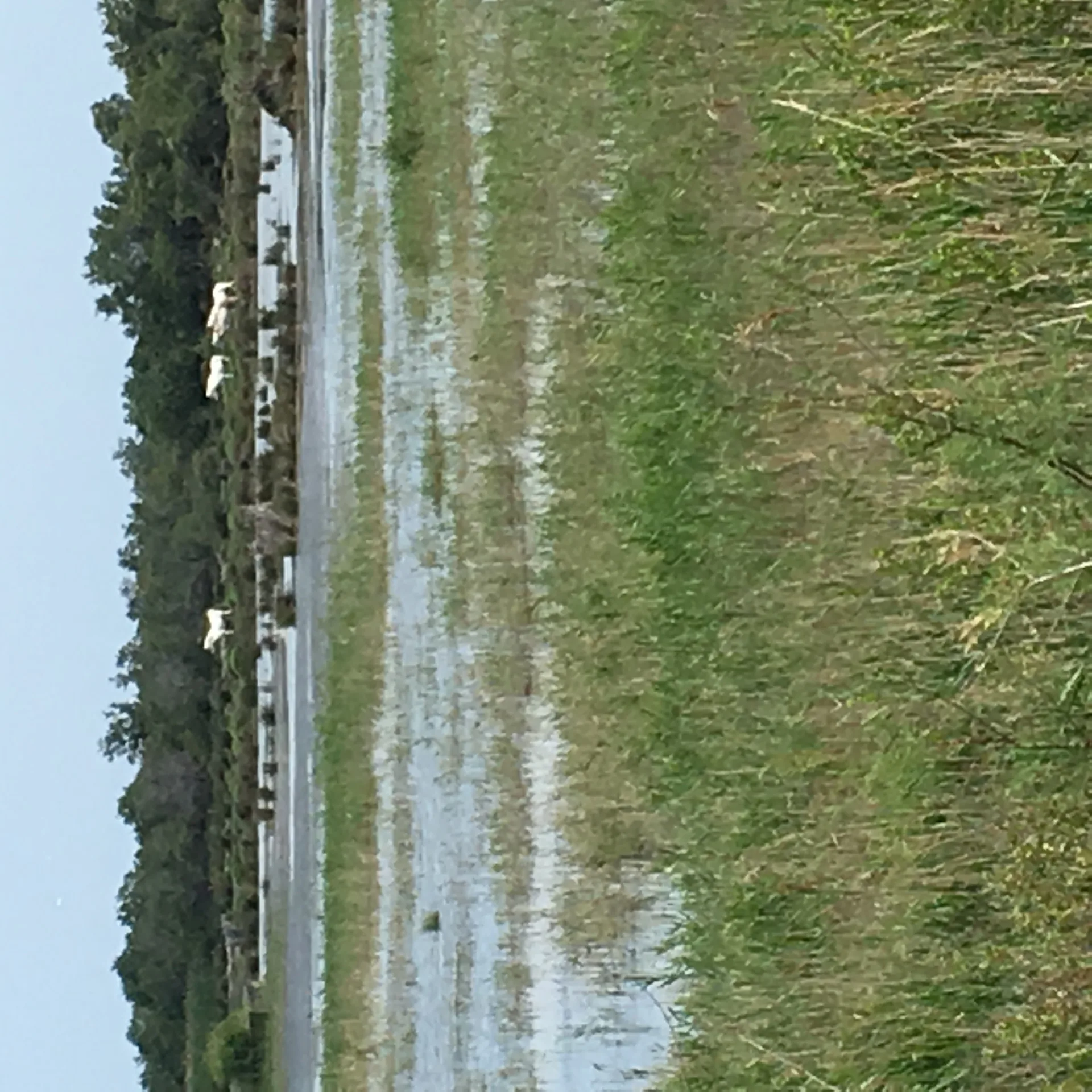 Etang des Massoucles à Saintes-Maries-de-la-Mer — À 1,9 km du lac