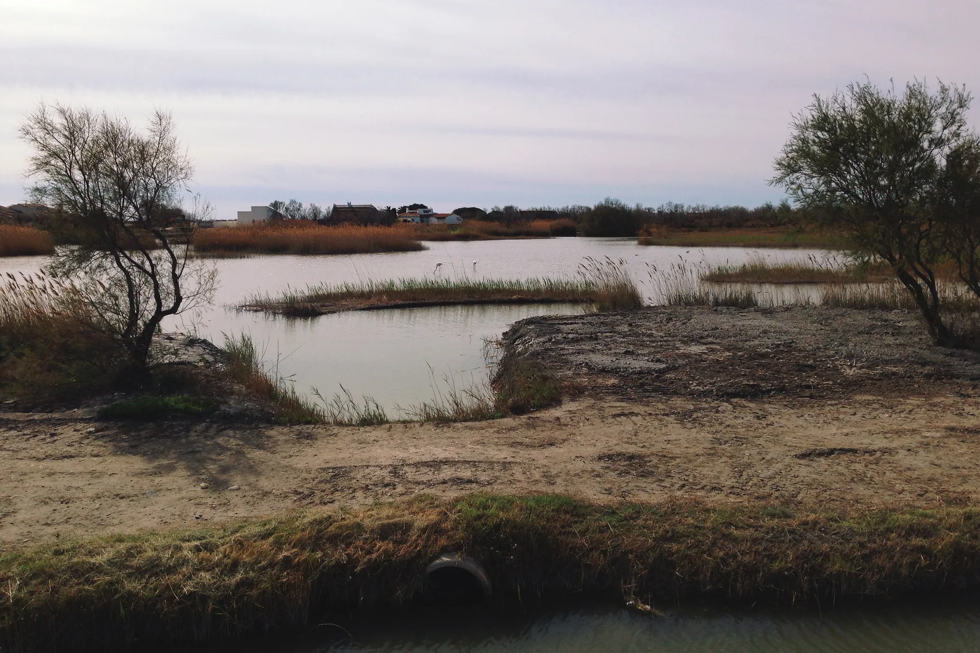 Etang des Massoucles à Saintes-Maries-de-la-Mer — À 1,7 km du lac