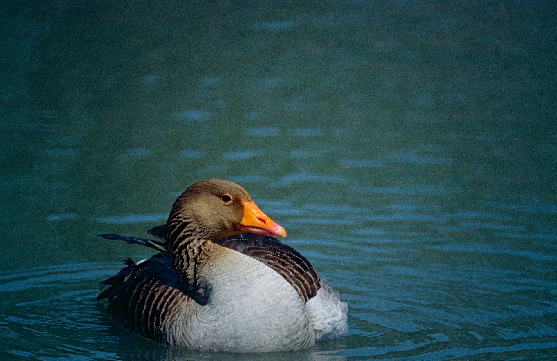 Etang des Massoucles à Saintes-Maries-de-la-Mer — À 1,7 km du lac
