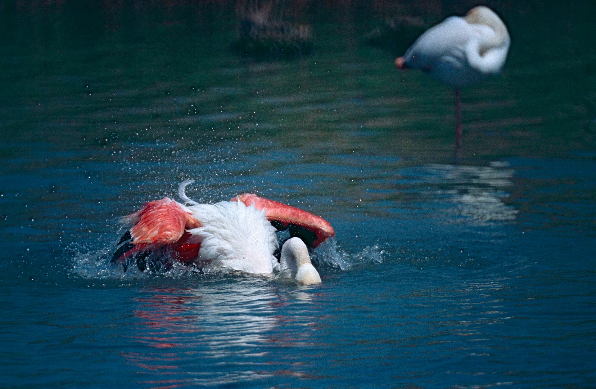 Etang des Massoucles à Saintes-Maries-de-la-Mer — À 1,8 km du lac
