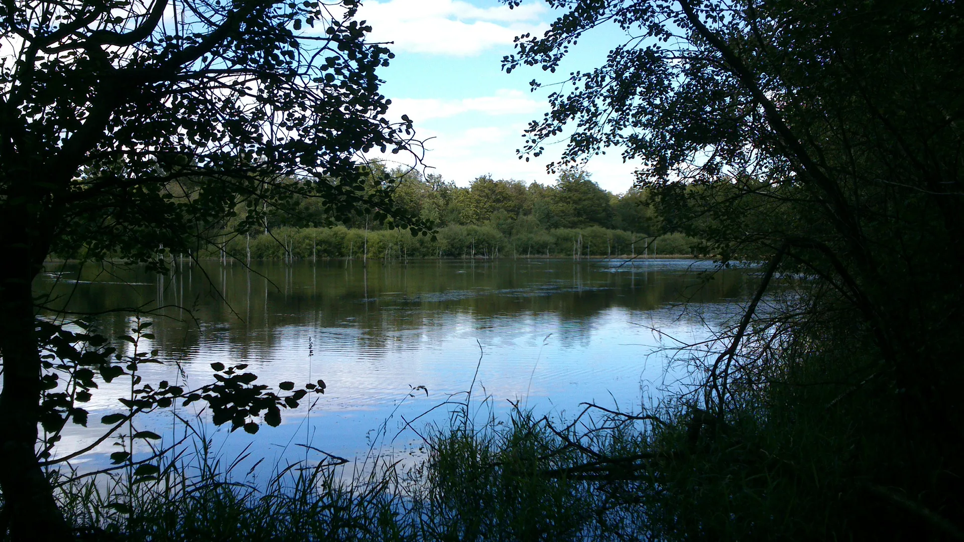 Etang des Noues à Cholet — À 4,2 km du lac