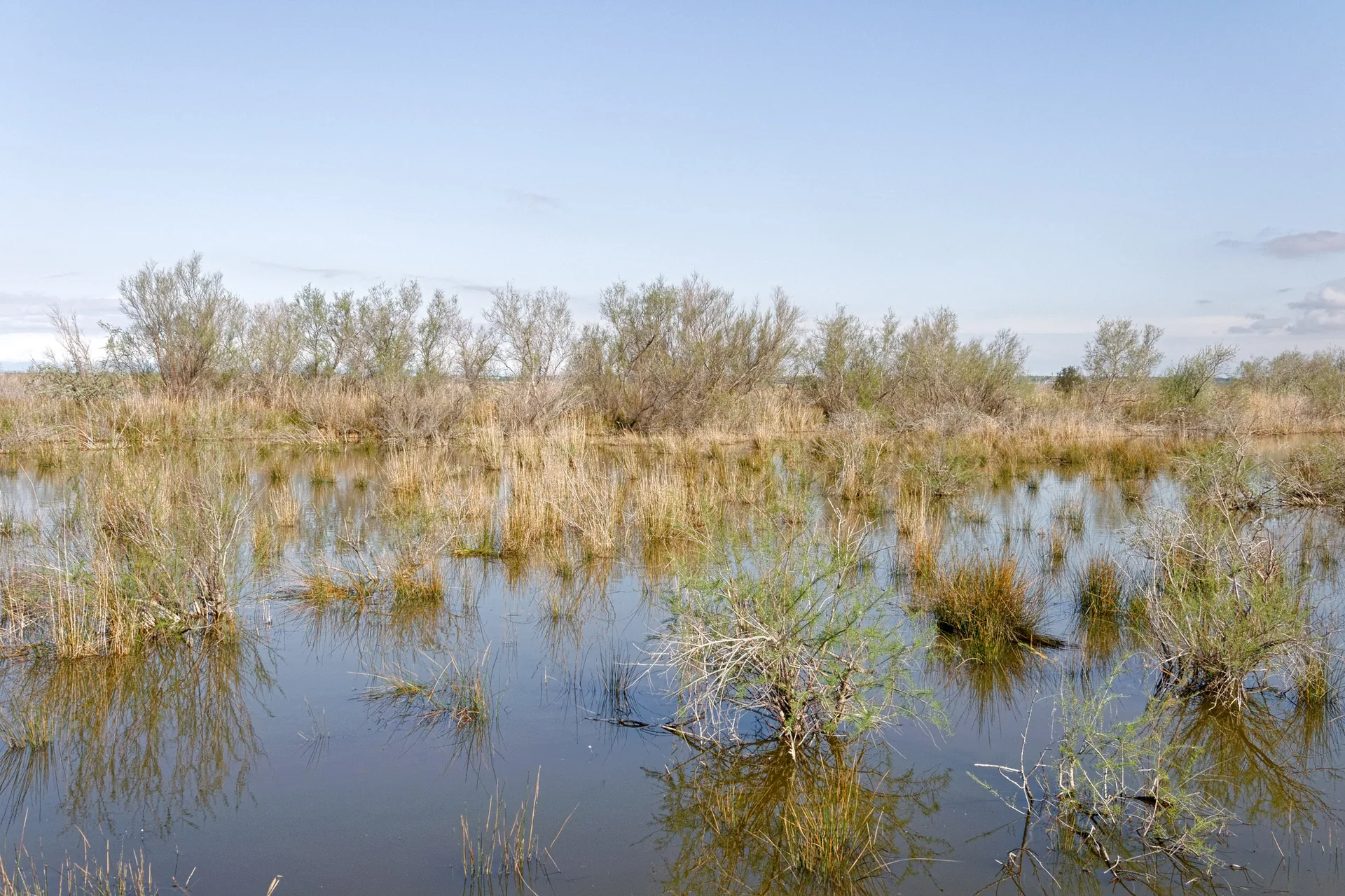 Etang du Charnier à Vauvert — À 1,5 km du lac