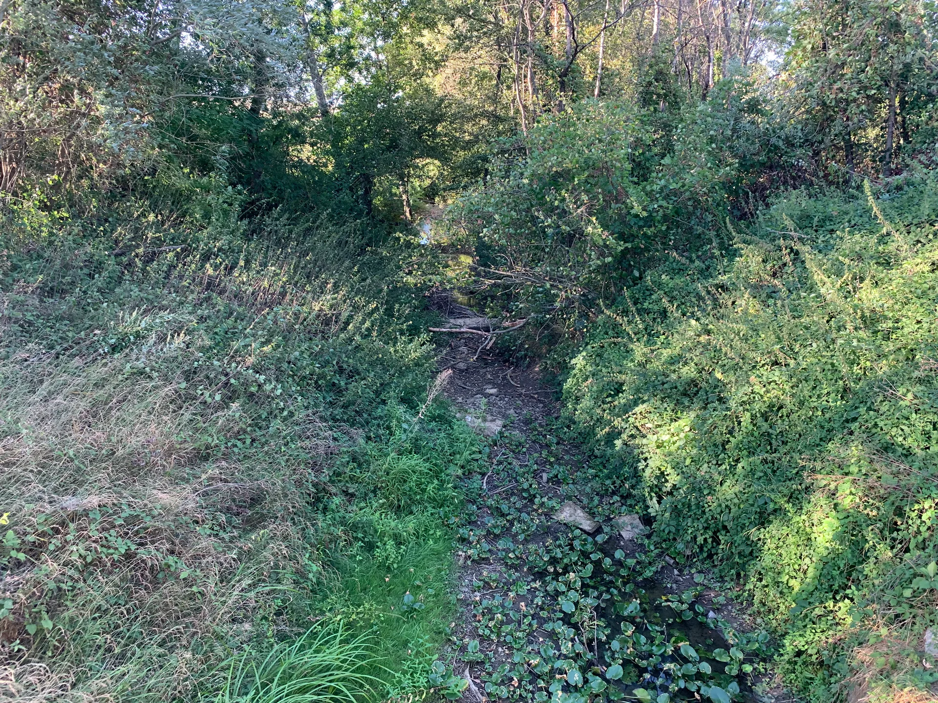 Etang du Chemin à Chevroux — À 1,5 km du lac