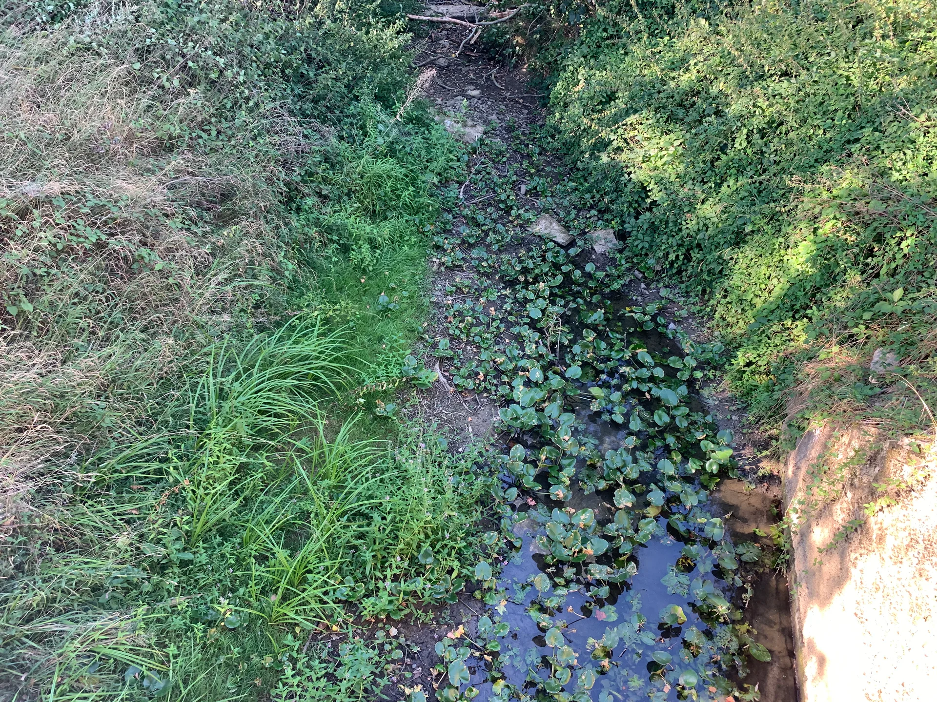 Etang du Chemin à Chevroux — À 1,8 km du lac