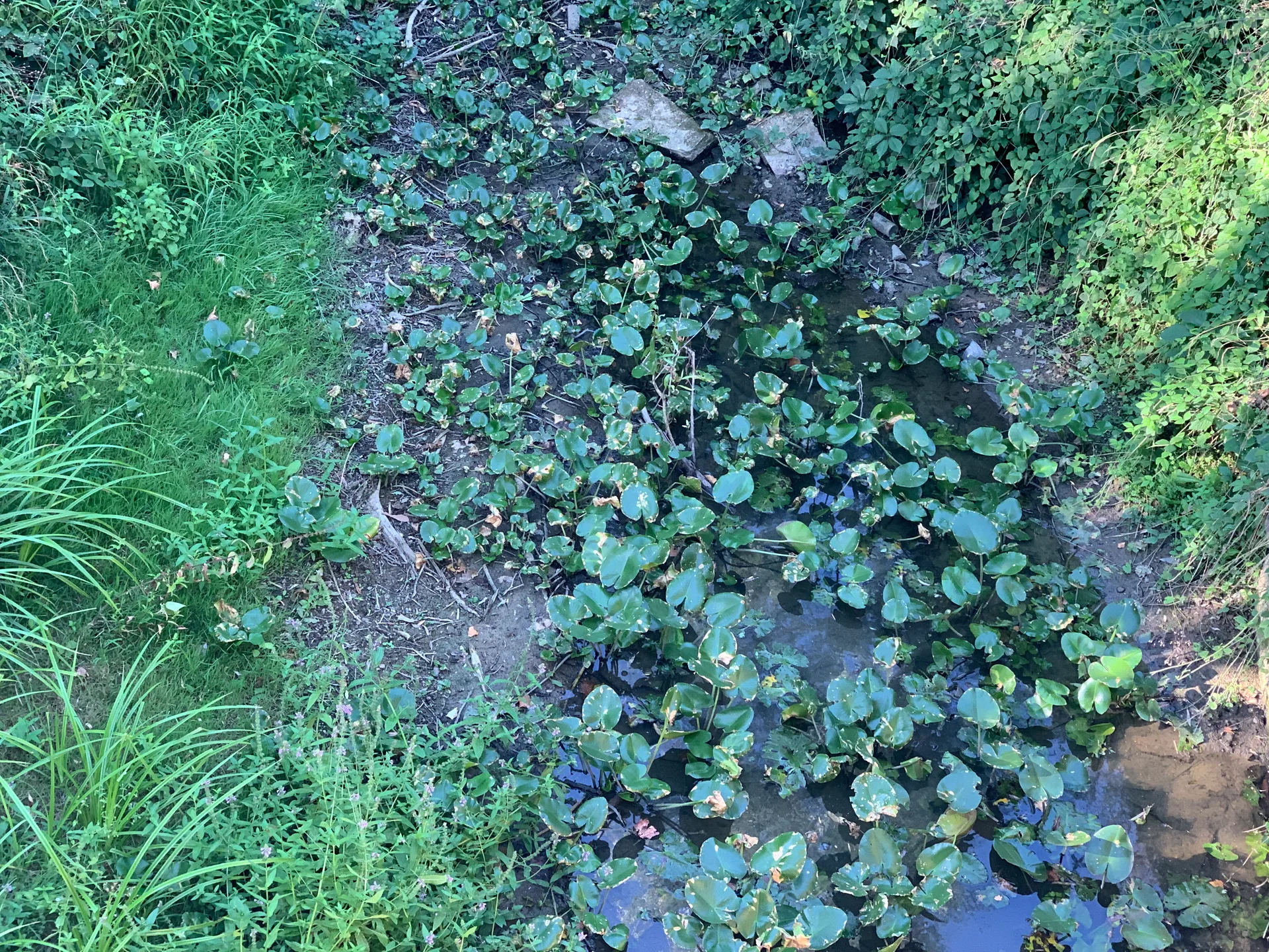 Etang du Chemin à Chevroux — À 1,8 km du lac