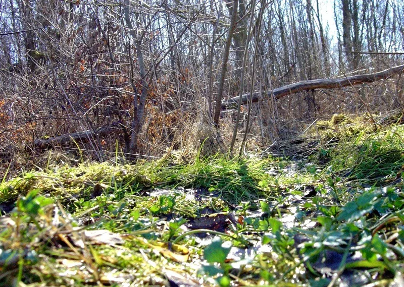Etang du Gantner à Lachapelle-sous-Chaux — À 1,7 km du lac