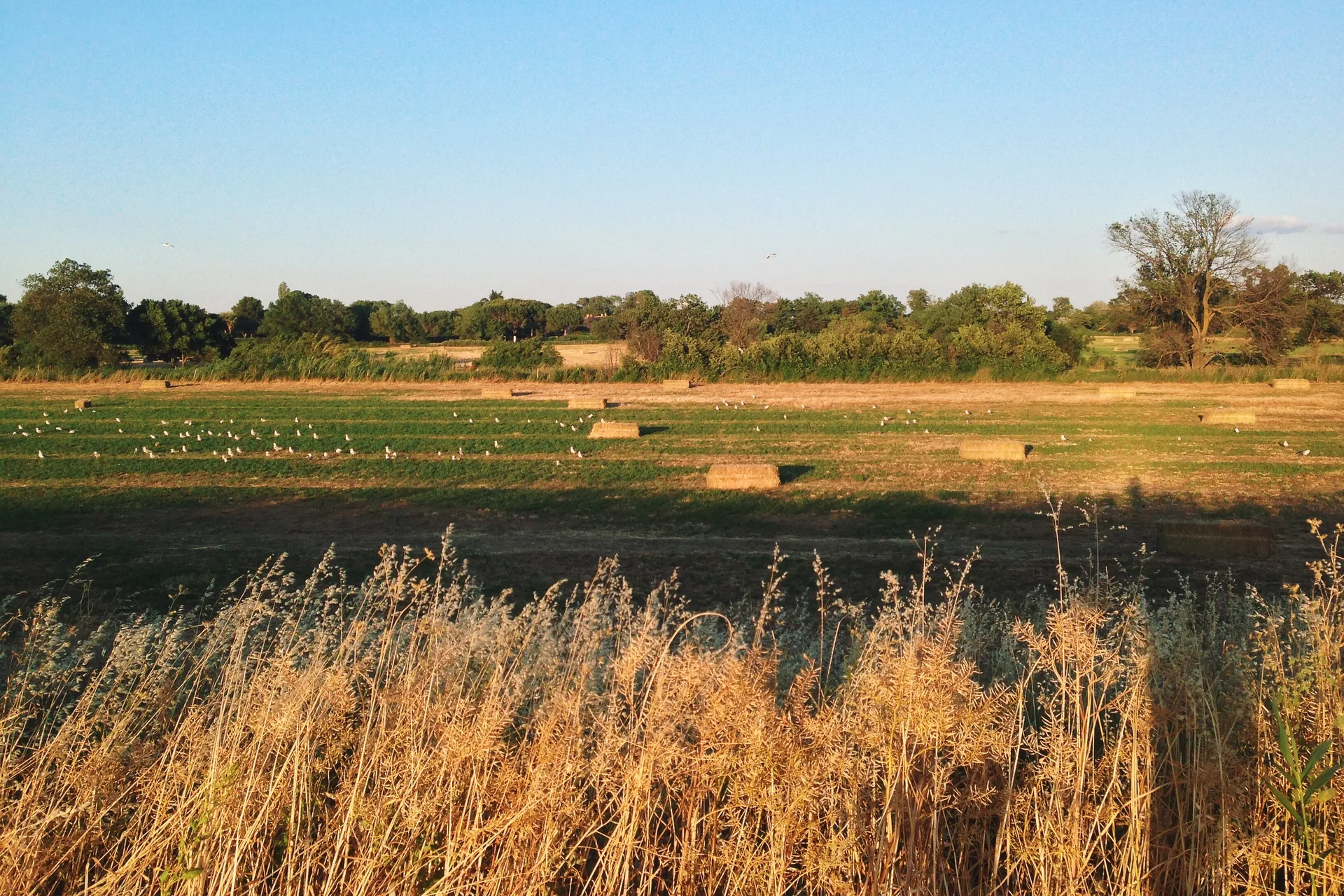 Etang du Mejean à Lattes — À 1,2 km du lac