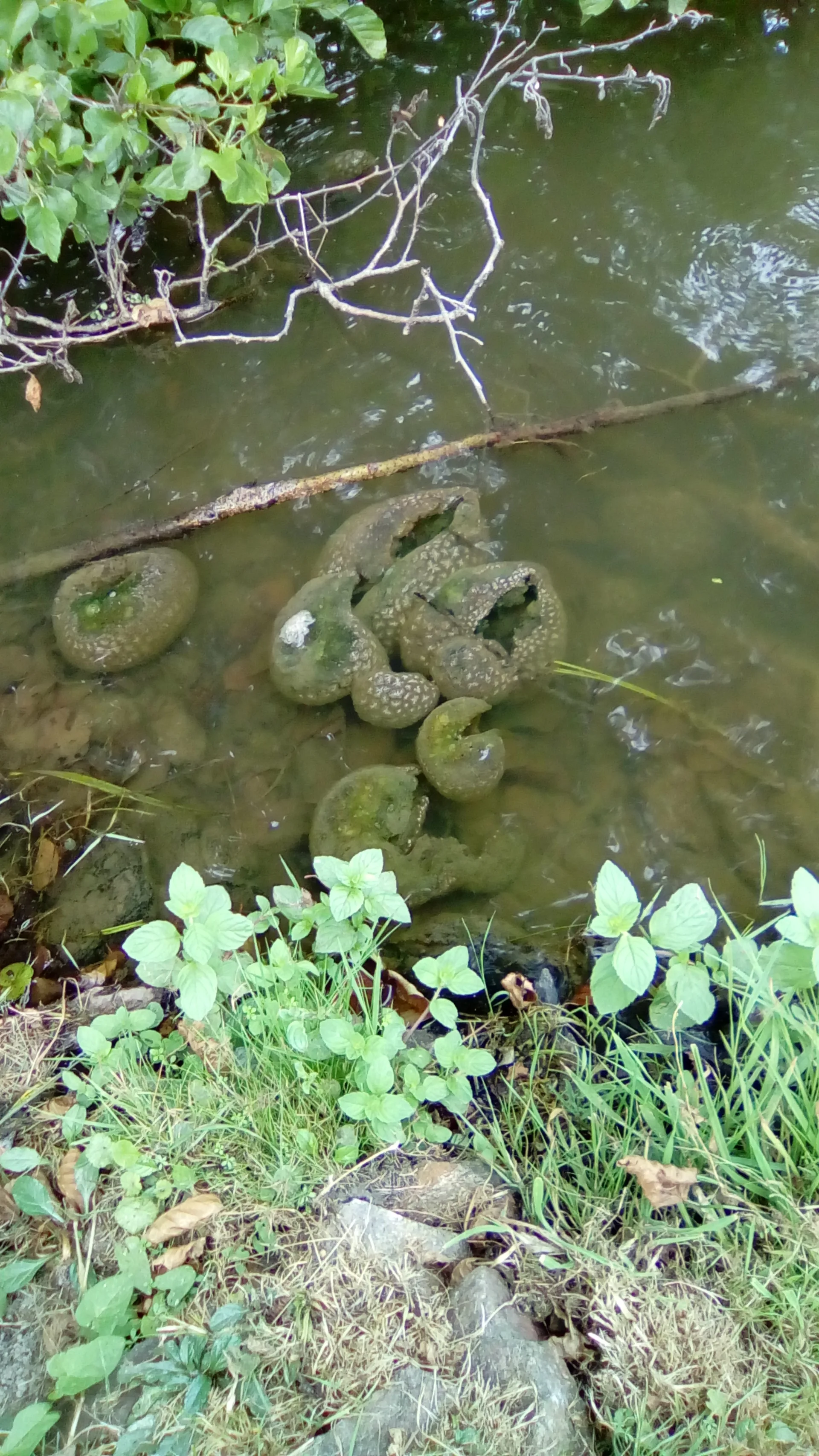 Etang du Montet à Boussac-Bourg — À 279 m du lac