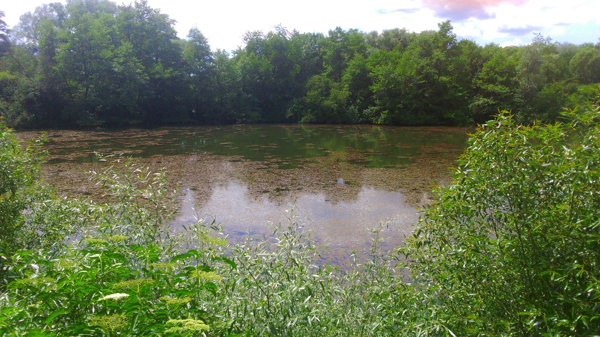 Etang du Paquis à Nommay — Sur le lac