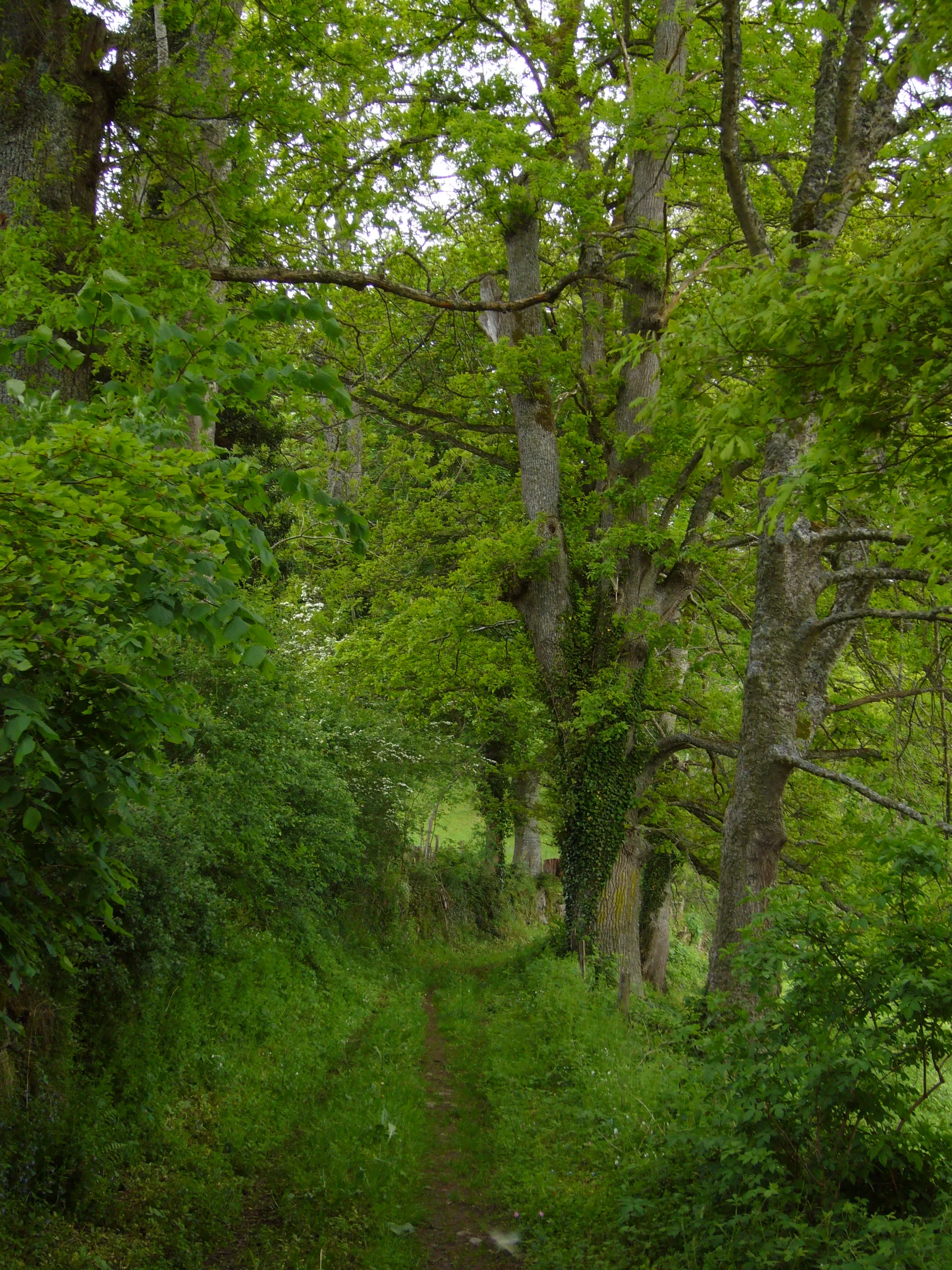 Etang Neuf à Basville — À 4,8 km du lac
