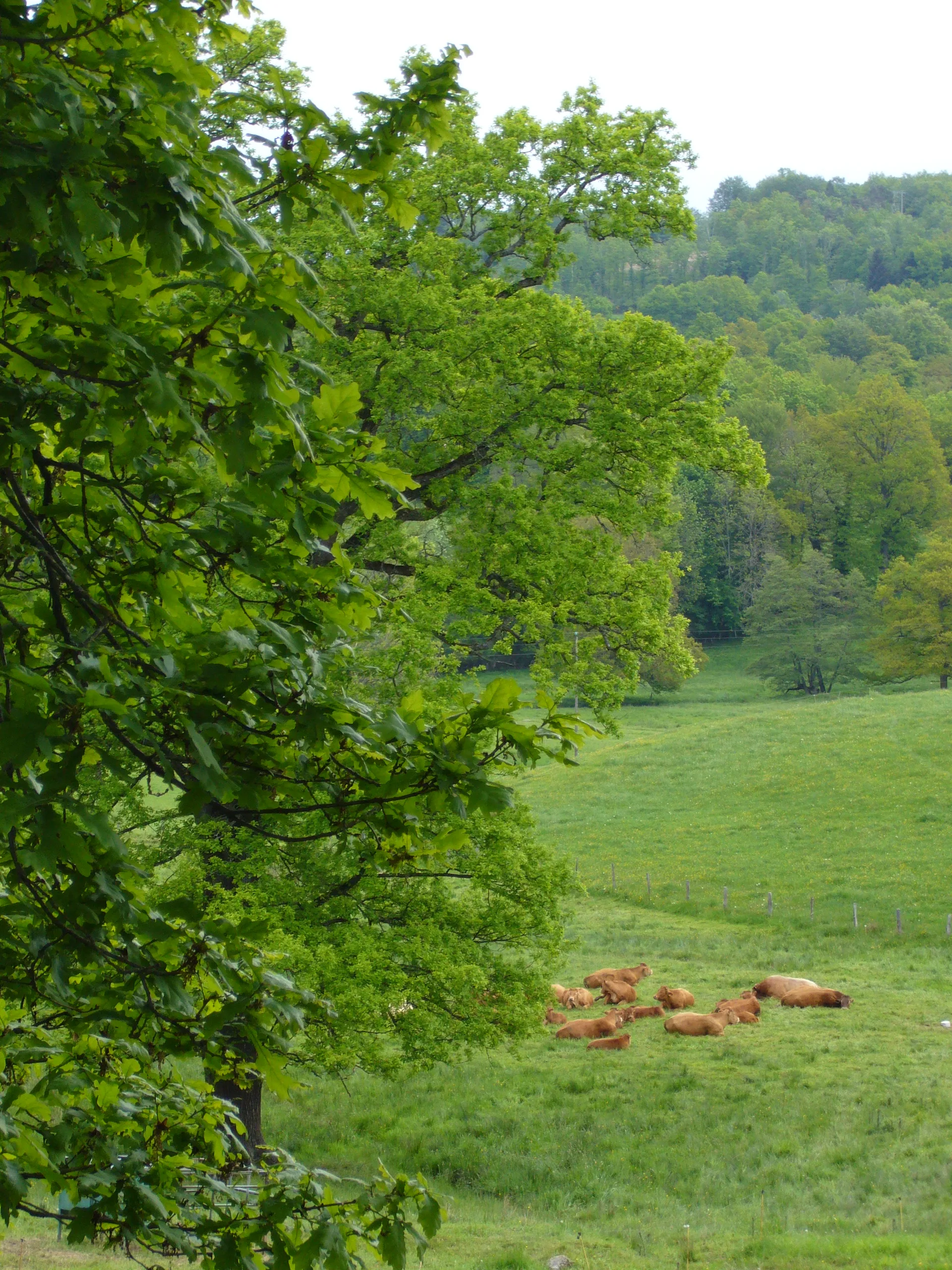 Etang Neuf à Basville — À 4,9 km du lac