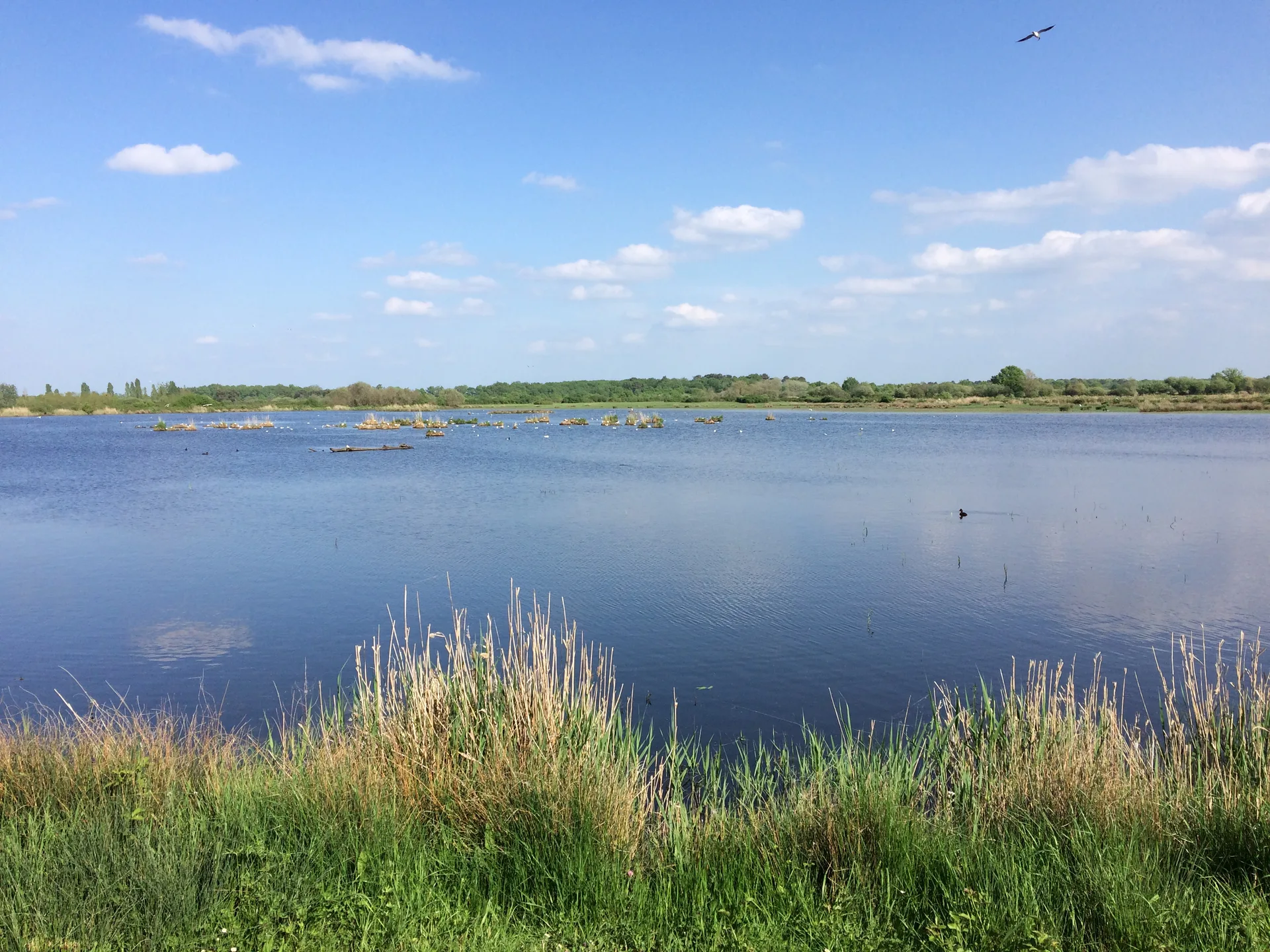 Etang Ricot à Saint-Michel-en-Brenne — À 911 m du lac