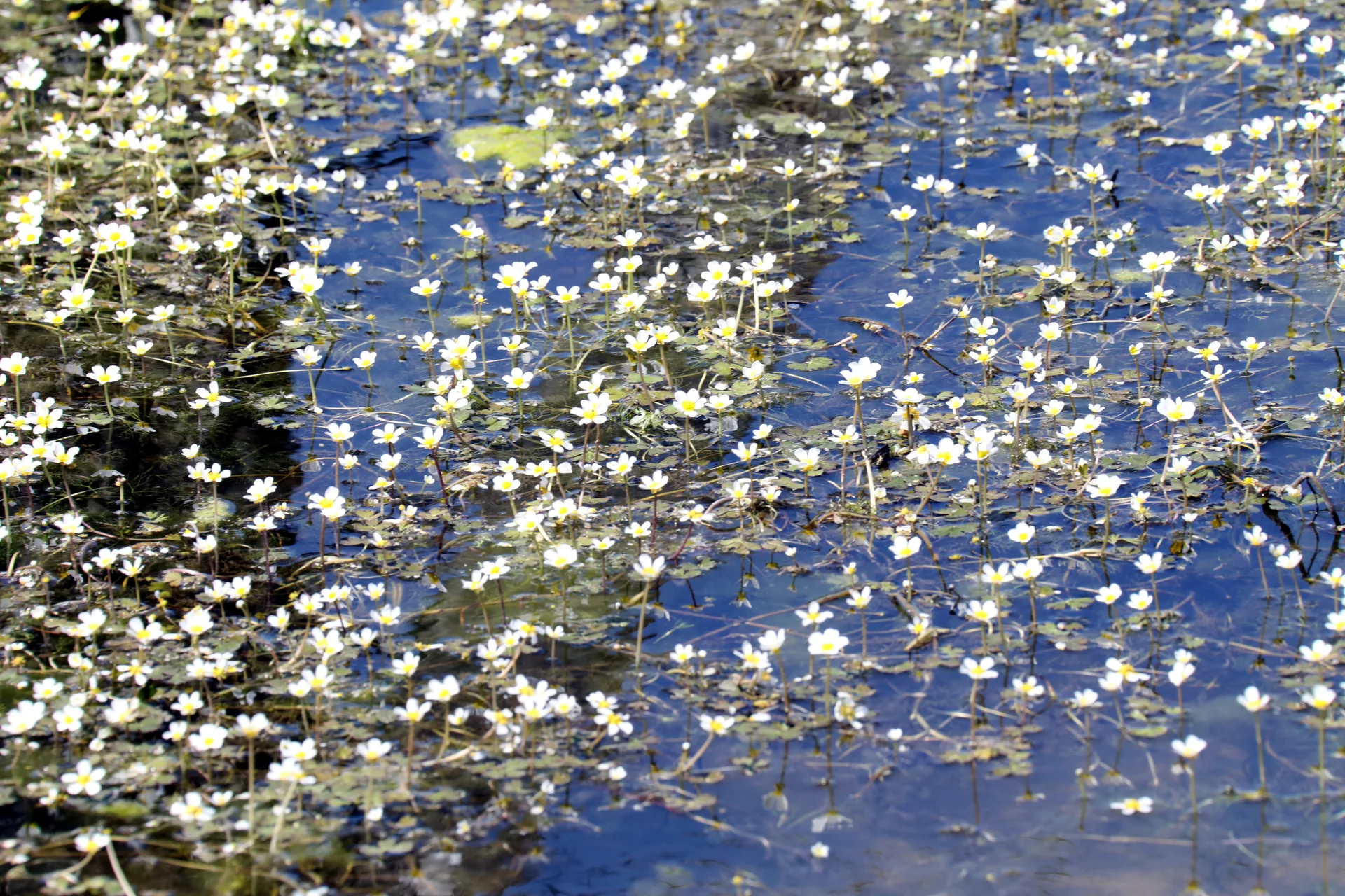 Etang Vauvert à Vauvert — À 2,2 km du lac