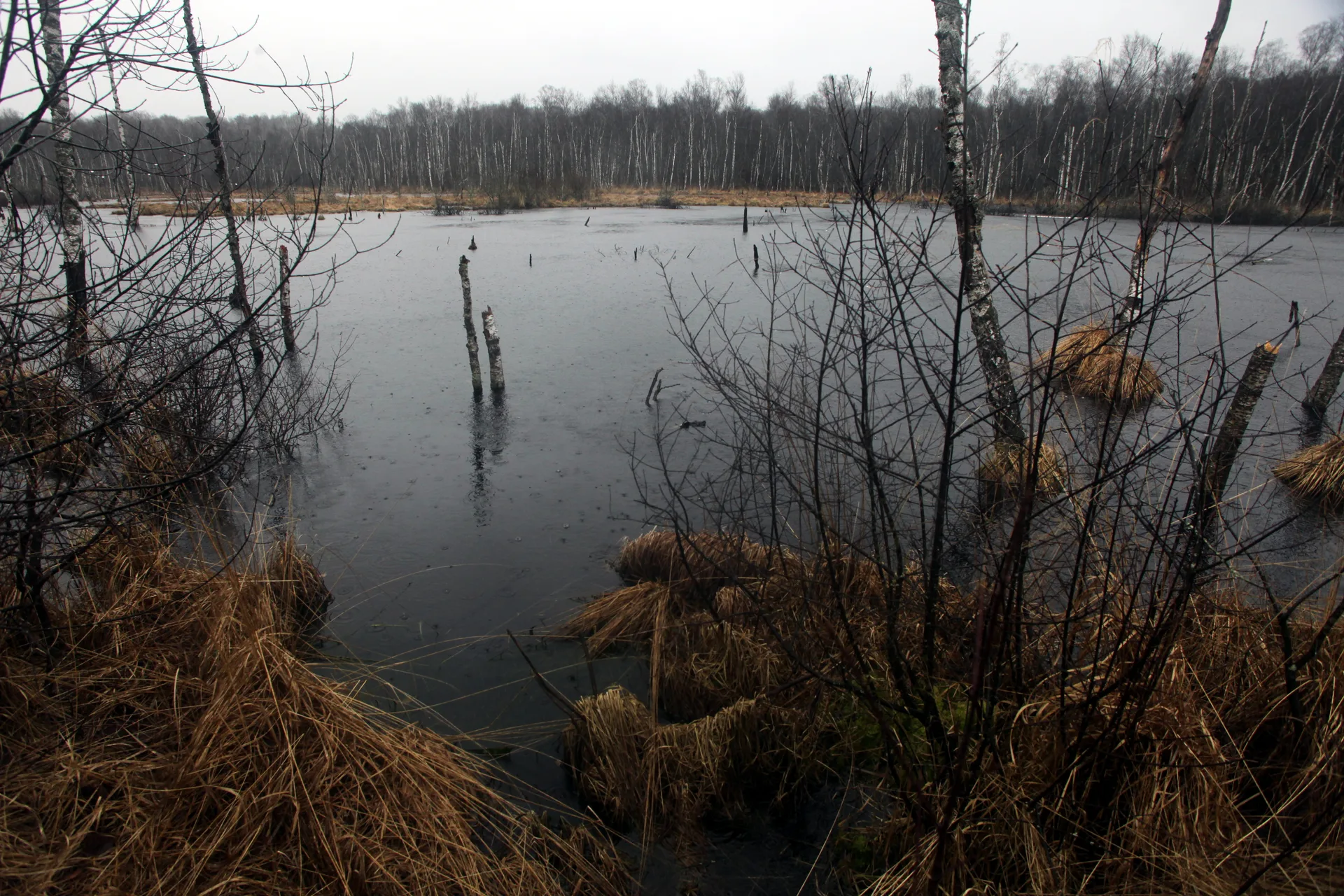 Etangs de la  Maisonnettes à Rignovelle — À 4,0 km du lac