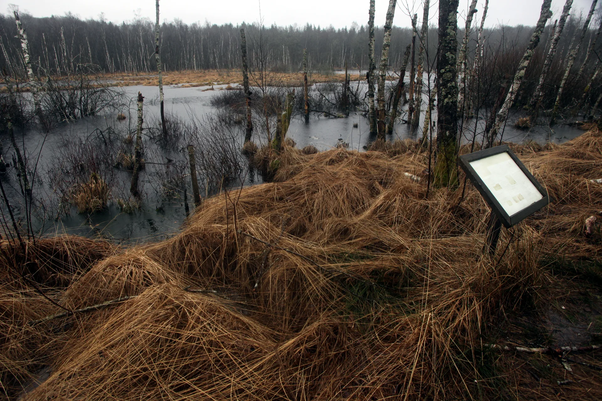 Etangs de la  Maisonnettes à Rignovelle — À 3,9 km du lac