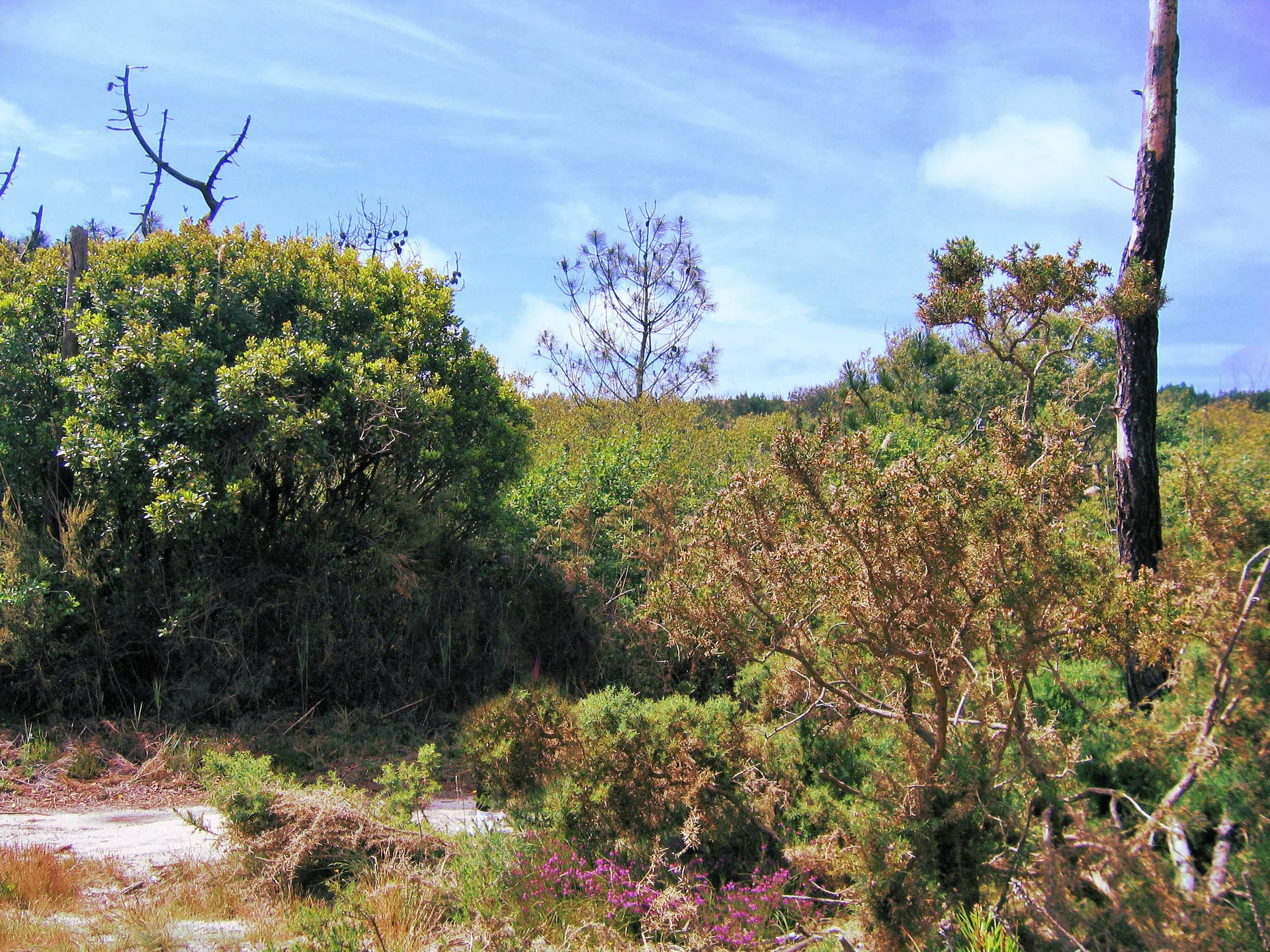 Etangs de la Malloueyre à Mimizan — À 528 m du lac