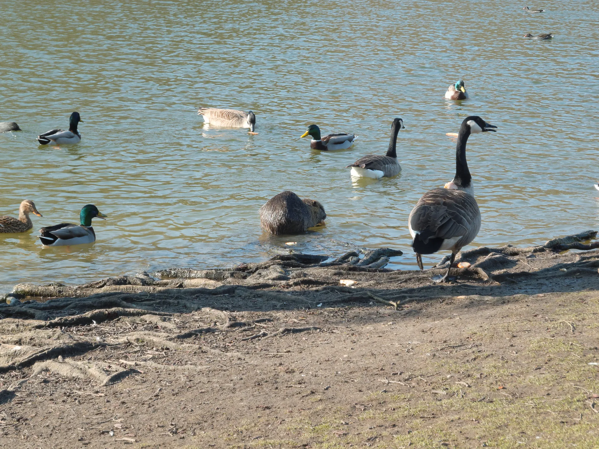 Etangs de la petite Plaine à L'Isle-Adam — À 733 m du lac