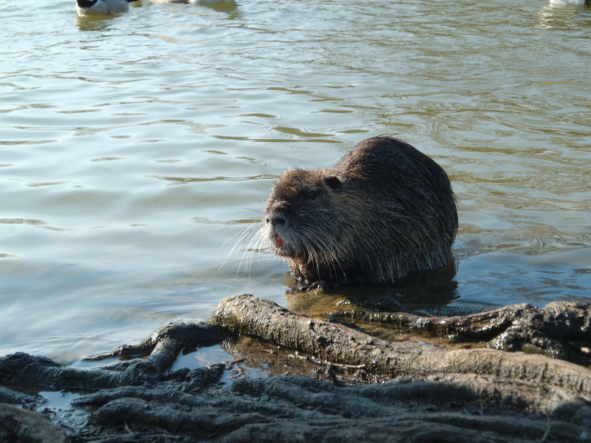 Etangs de la petite Plaine à L'Isle-Adam — À 733 m du lac