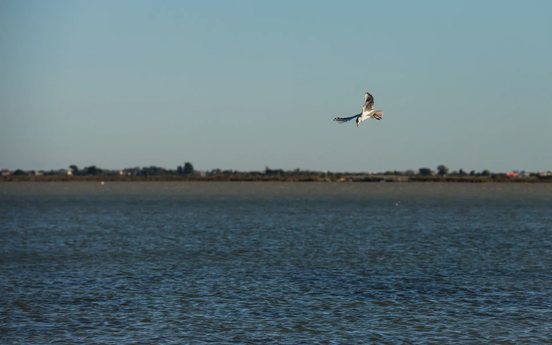 Étangs palavasiens à Villeneuve-lès-Maguelone — À 1,1 km du lac