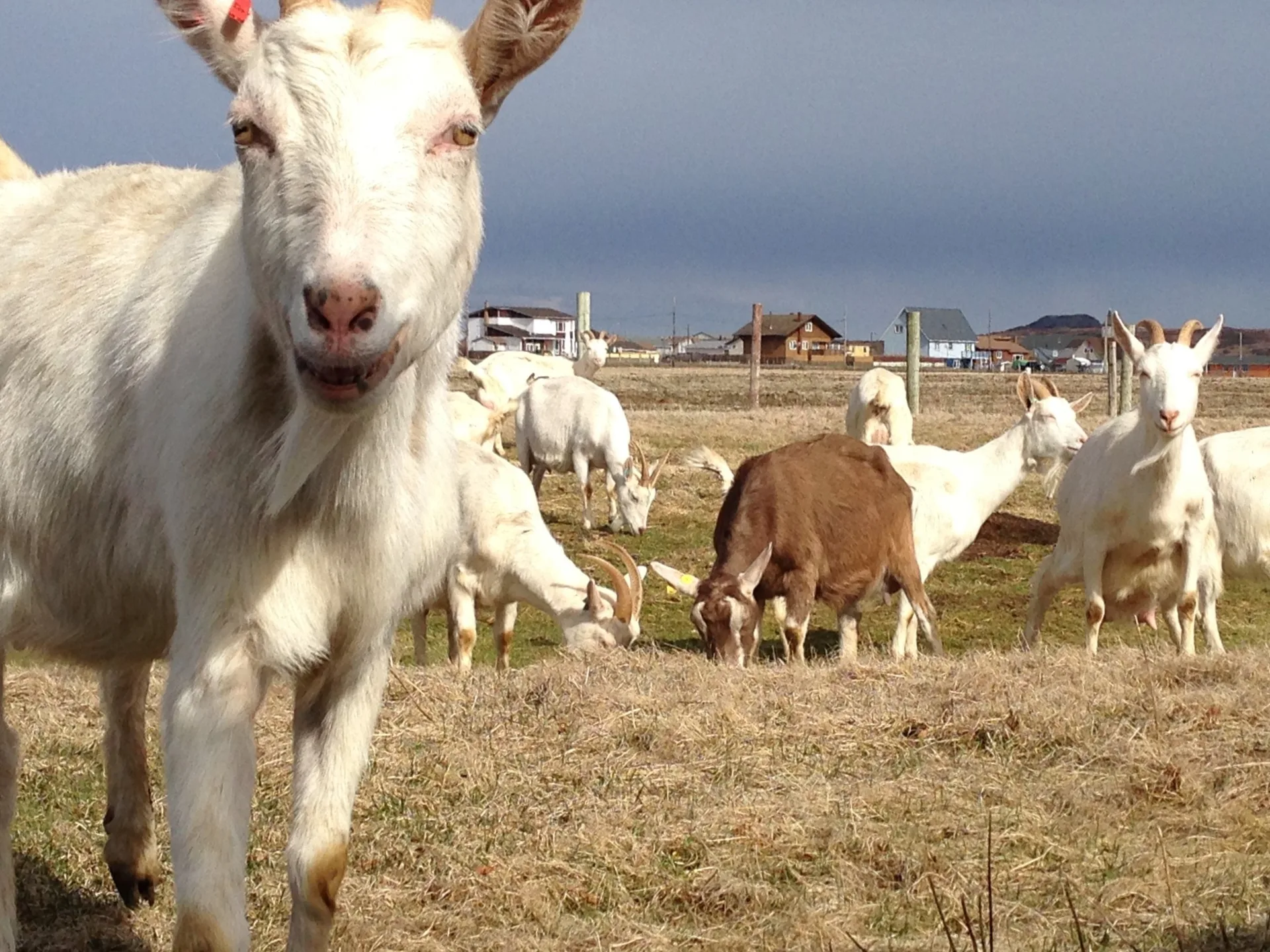 Grand Étang de Miquelon — À 2,1 km du lac