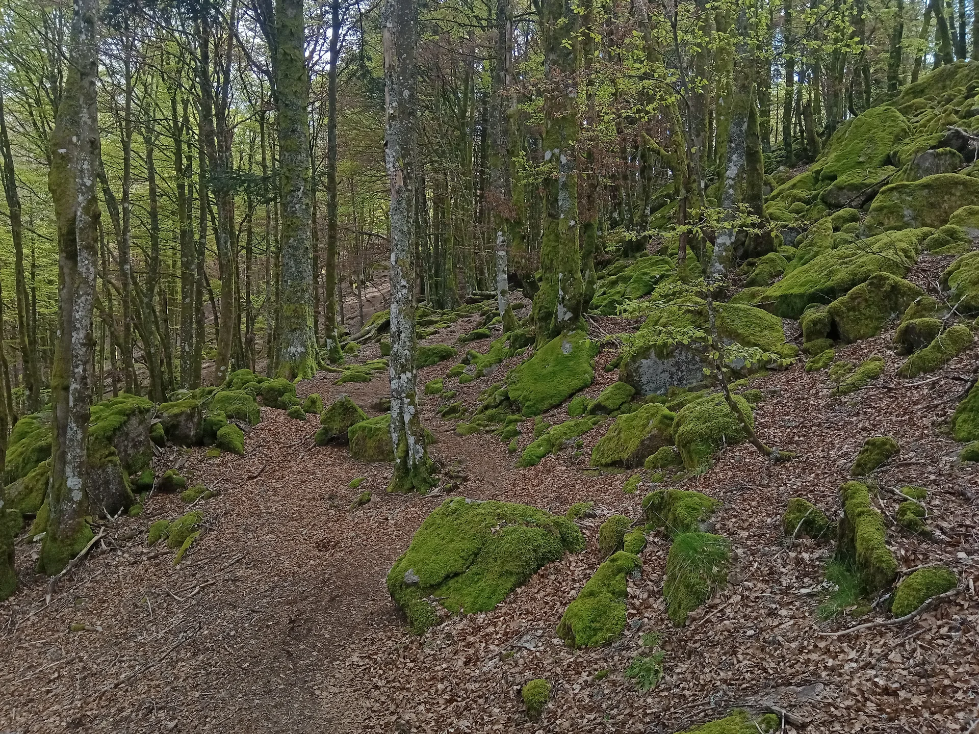 Lac d'Alfeld à Sewen — À 1,3 km du lac