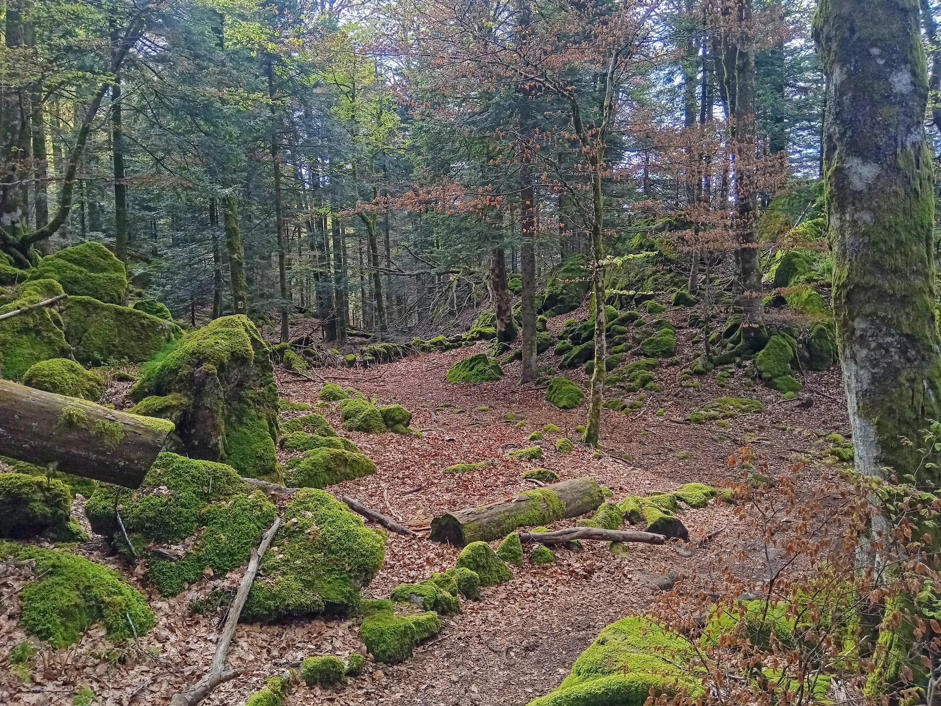 Lac d'Alfeld à Sewen — À 1,3 km du lac