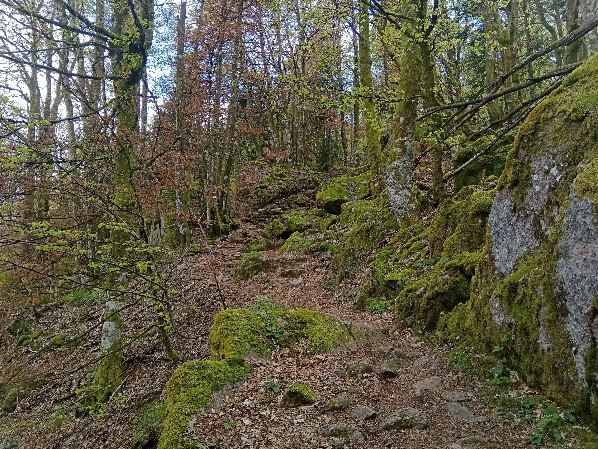 Lac d'Alfeld à Sewen — À 1,3 km du lac