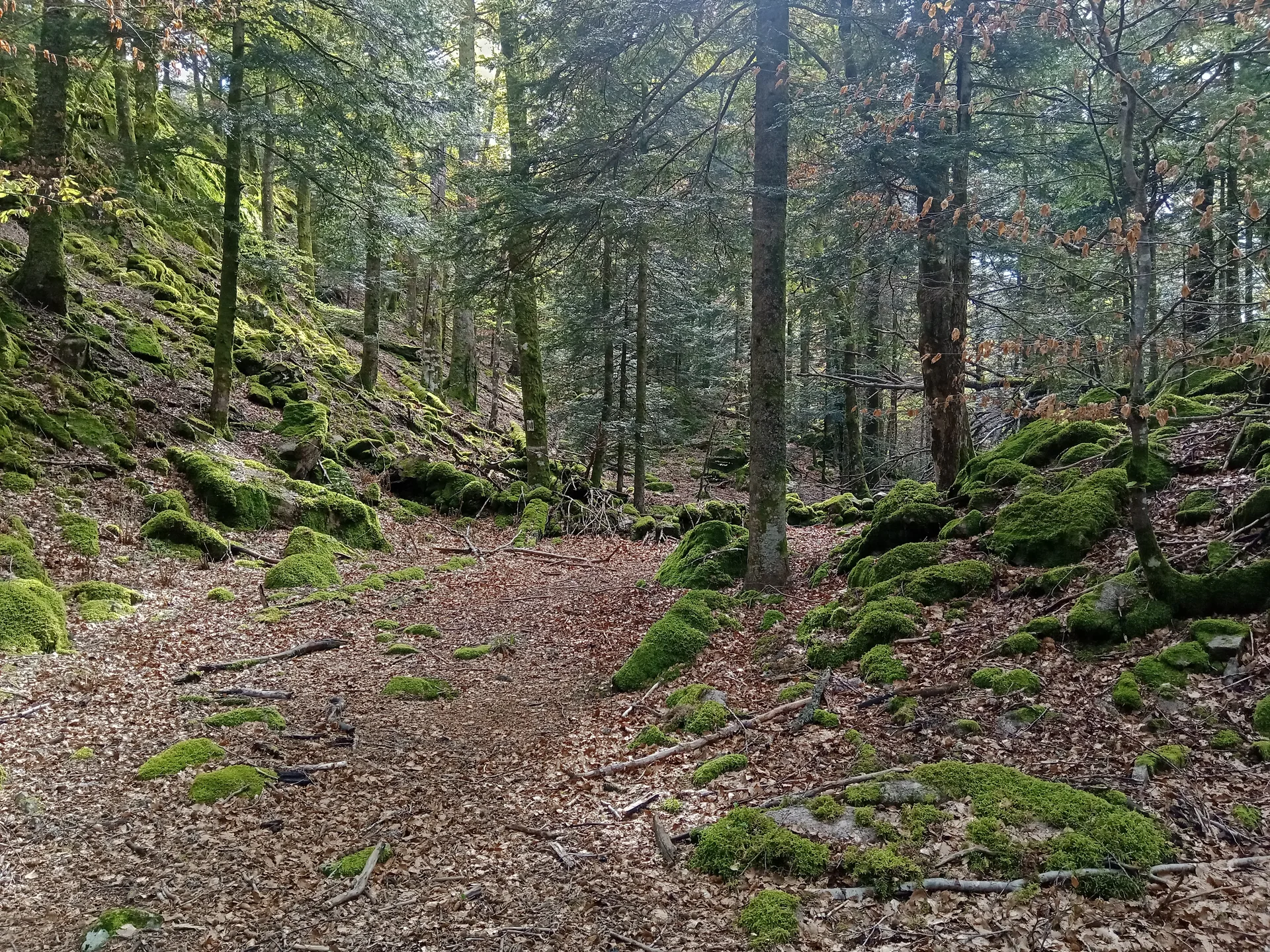 Lac d'Alfeld à Sewen — À 1,4 km du lac