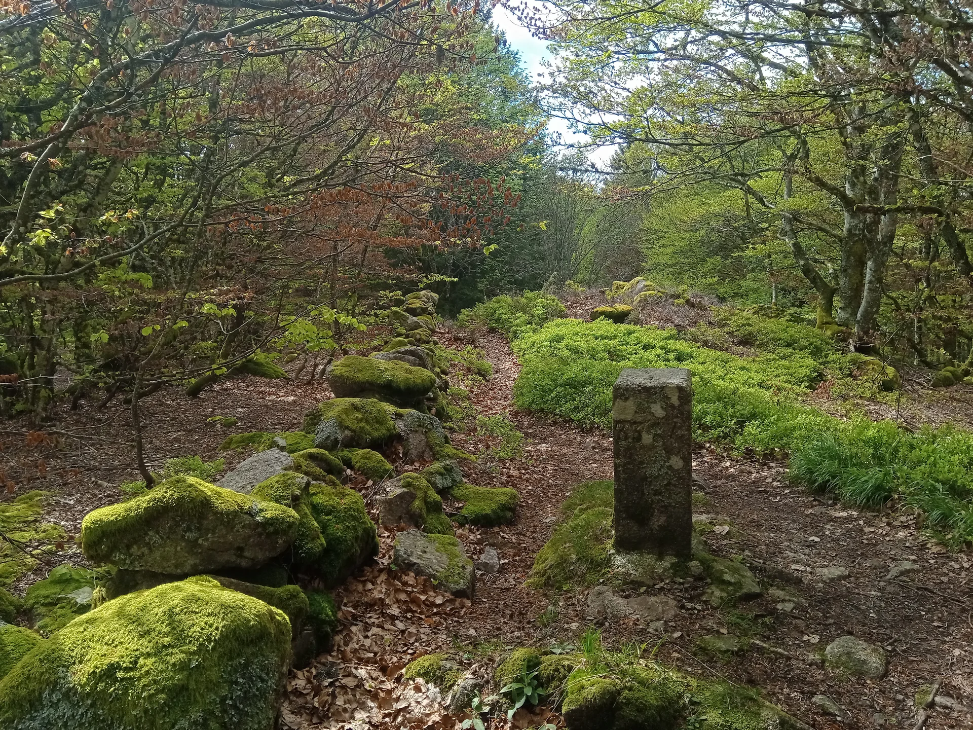 Lac d'Alfeld à Sewen — À 1,4 km du lac