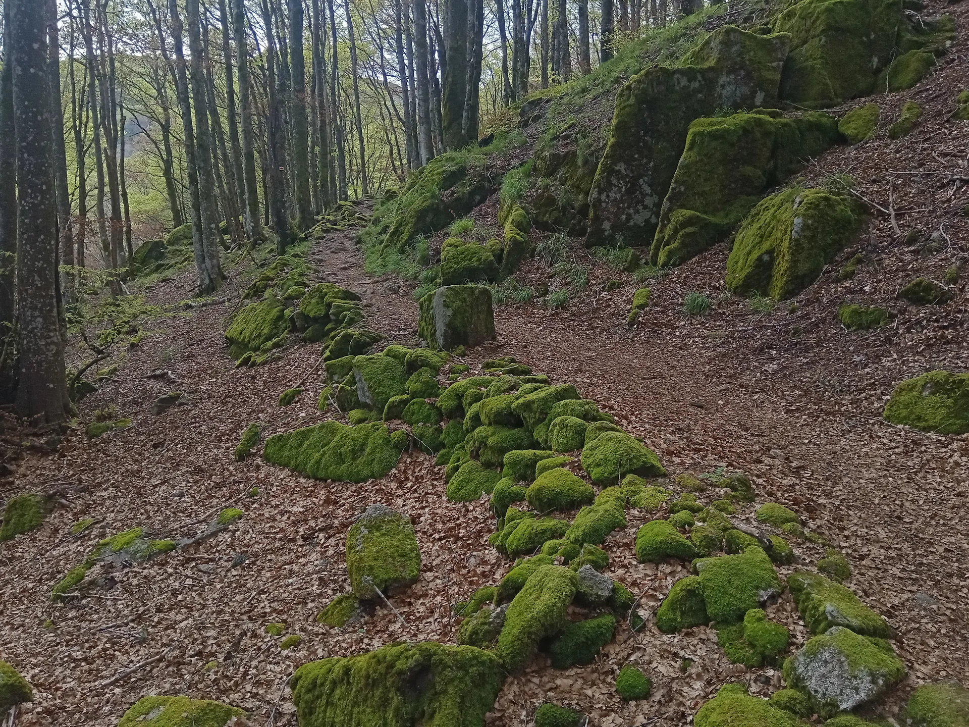Lac d'Alfeld à Sewen — À 1,8 km du lac