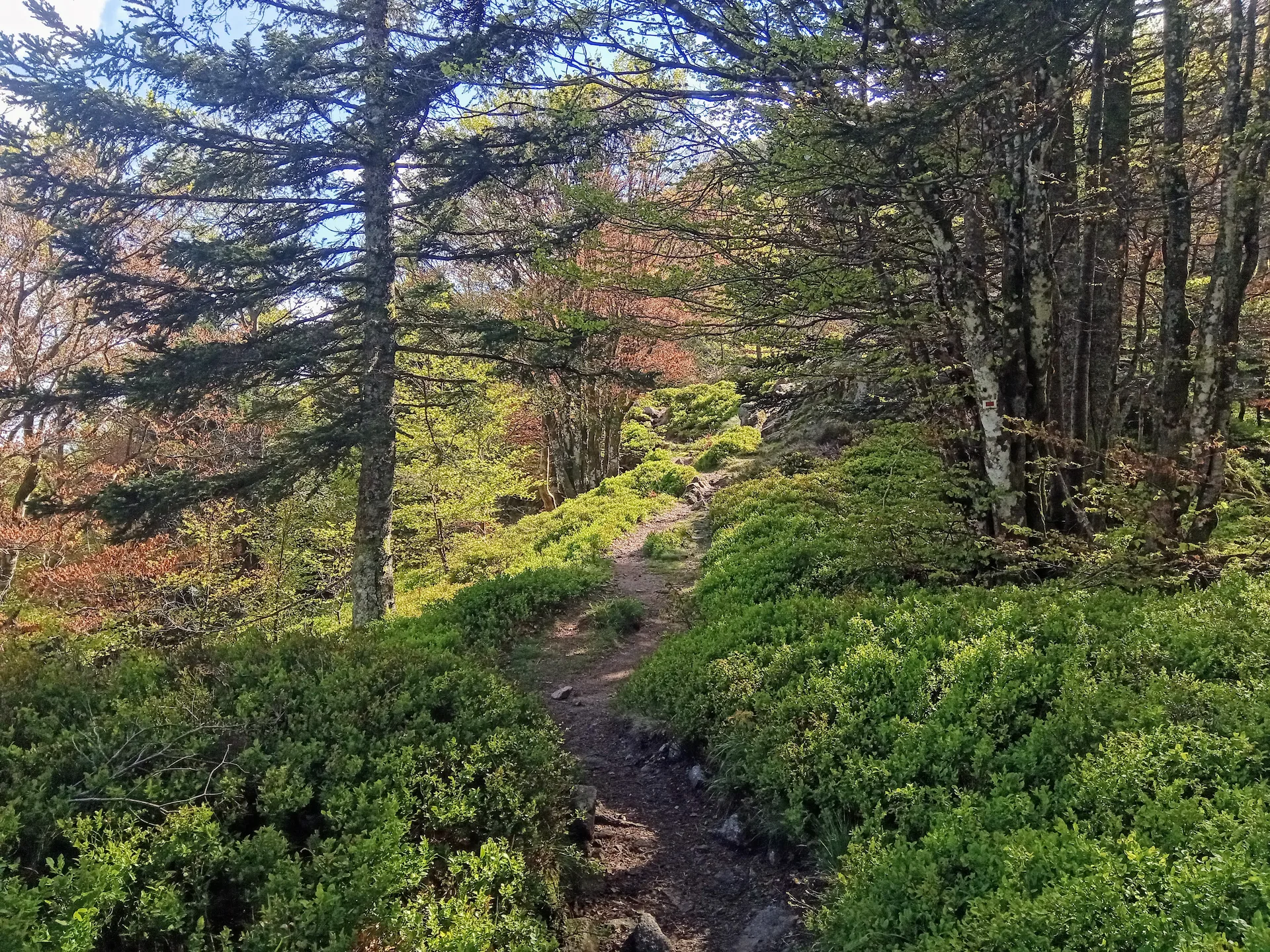Lac d'Alfeld à Sewen — À 2,0 km du lac