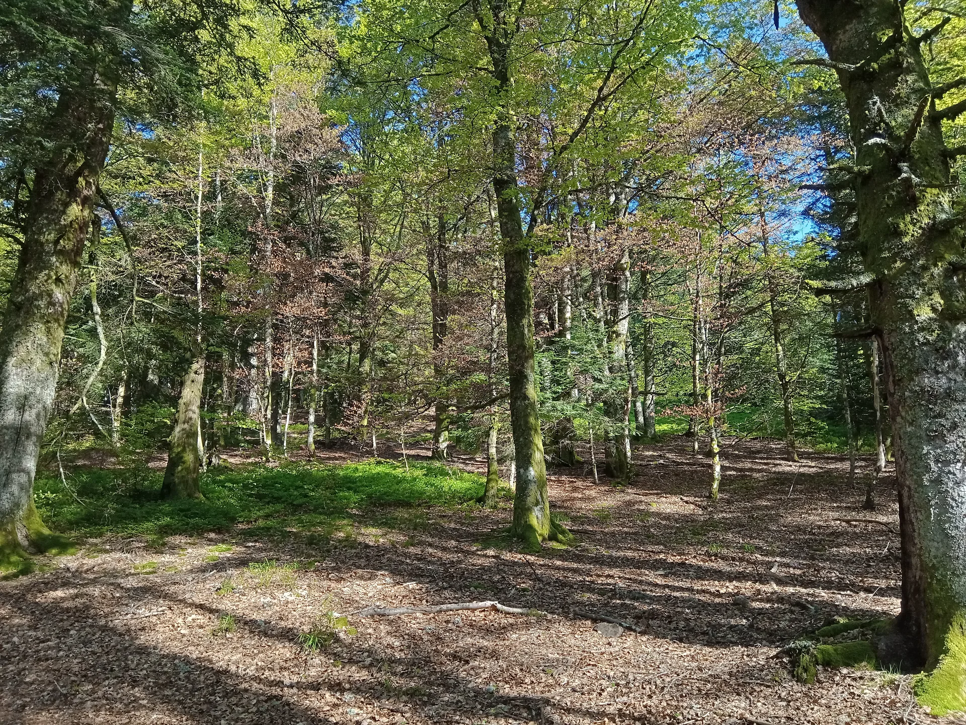 Lac d'Alfeld à Sewen — À 2,1 km du lac