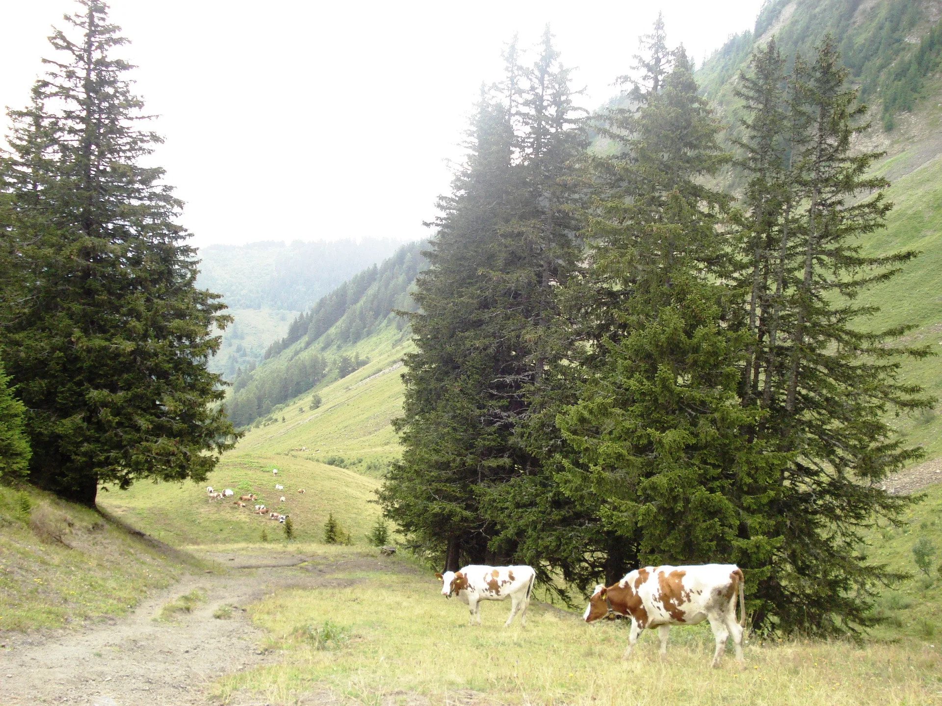 Lac d'arvouin à La Chapelle-d'Abondance — À 541 m du lac
