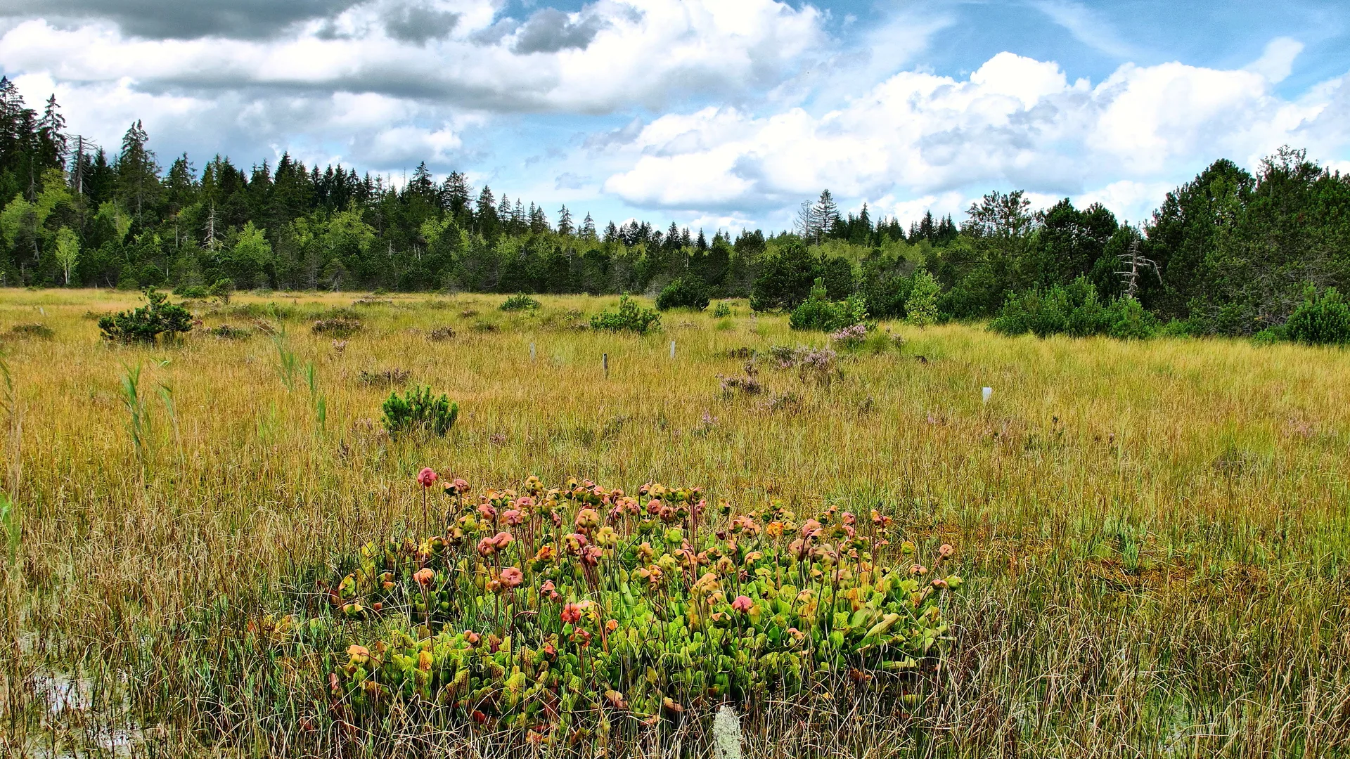 Lac de Bouverans à Bouverans — À 2,2 km du lac