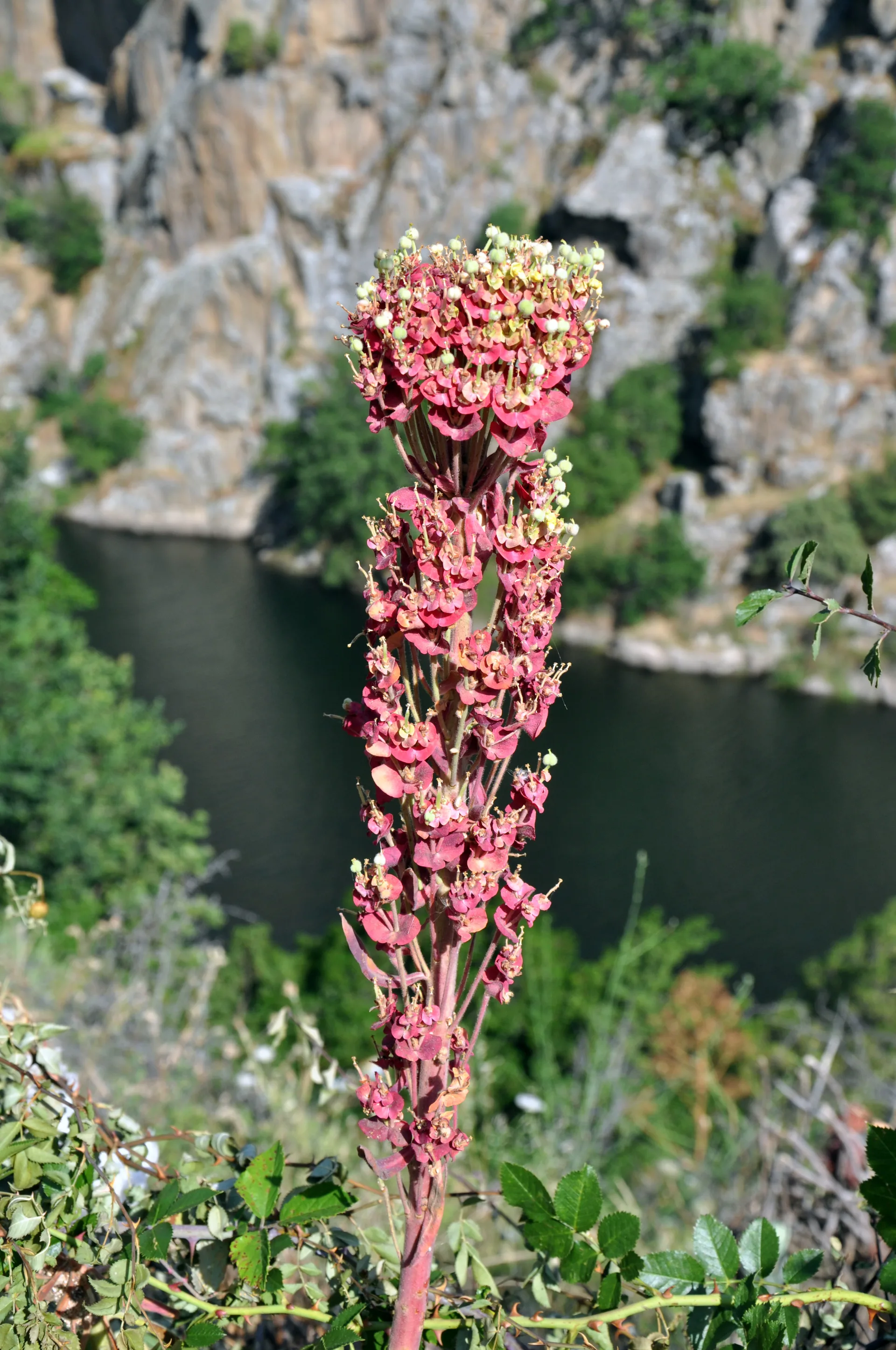 Lac de Calacuccia à Calacuccia — À 3,2 km du lac