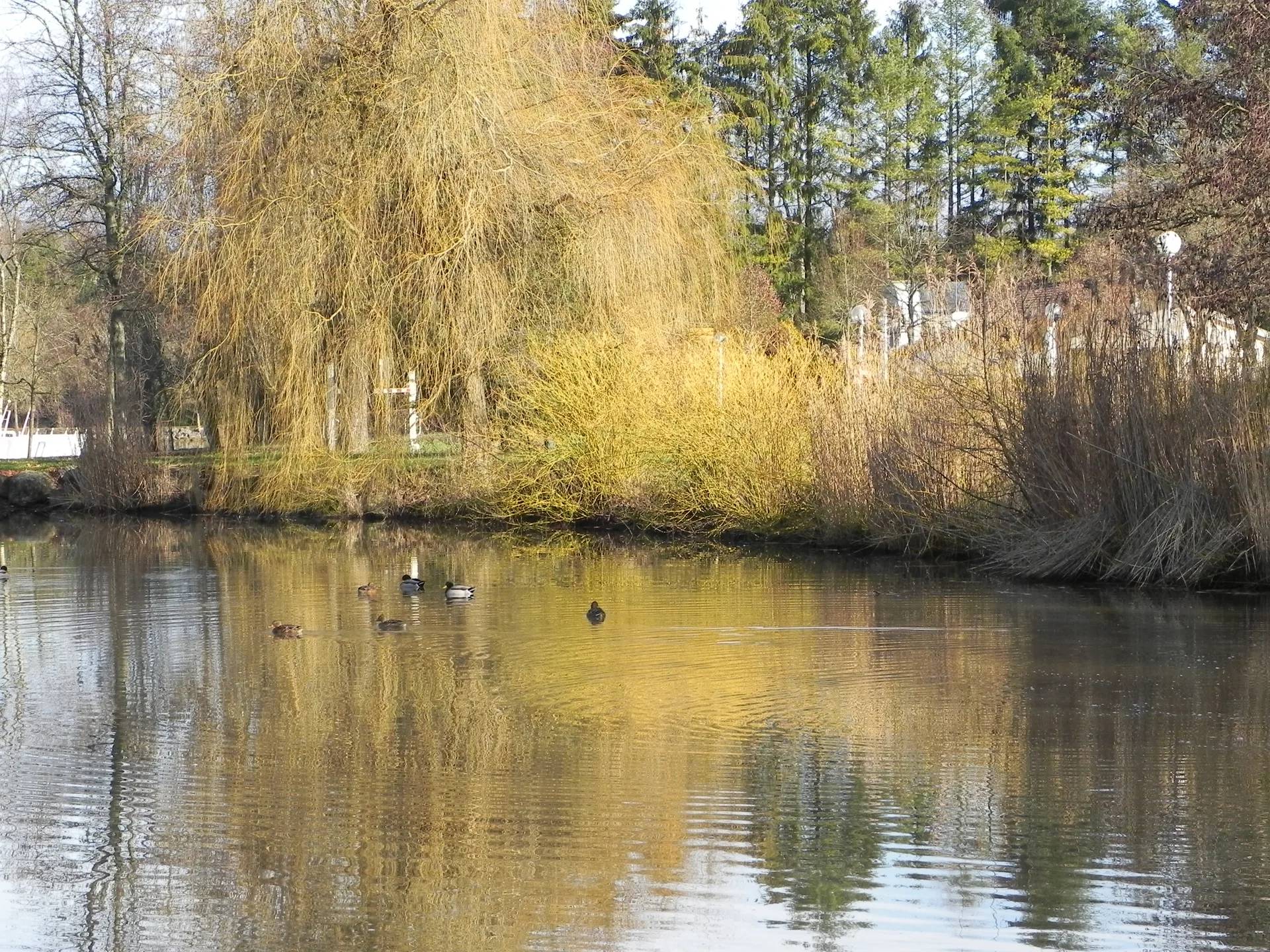 Lac de la Folie à Contrexéville — Sur le lac