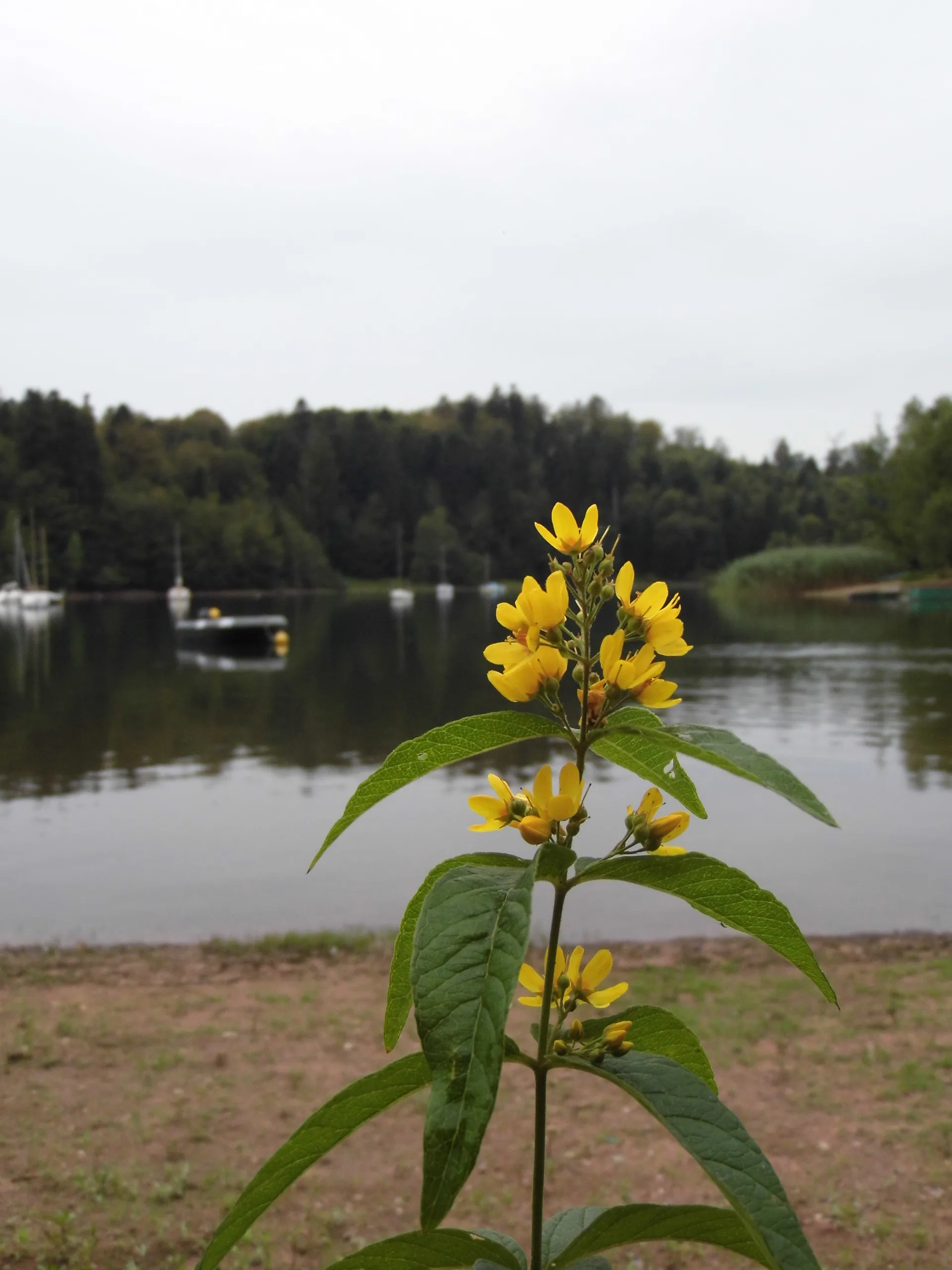 Lac de la Plaine à Celles-sur-Plaine — À 3,5 km du lac
