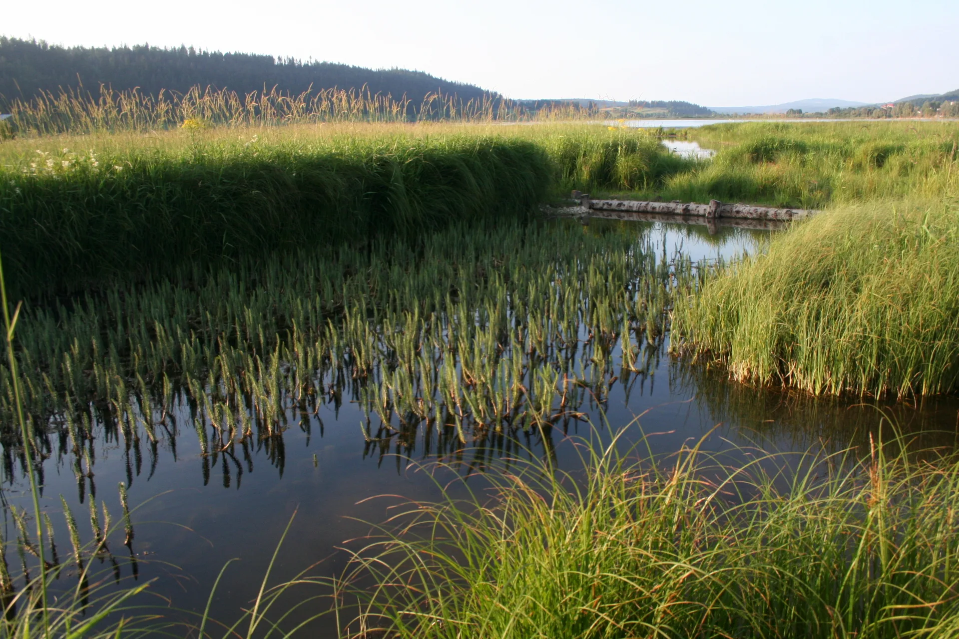 Lac de Remoray à Labergement-Sainte-Marie — À 1,0 km du lac