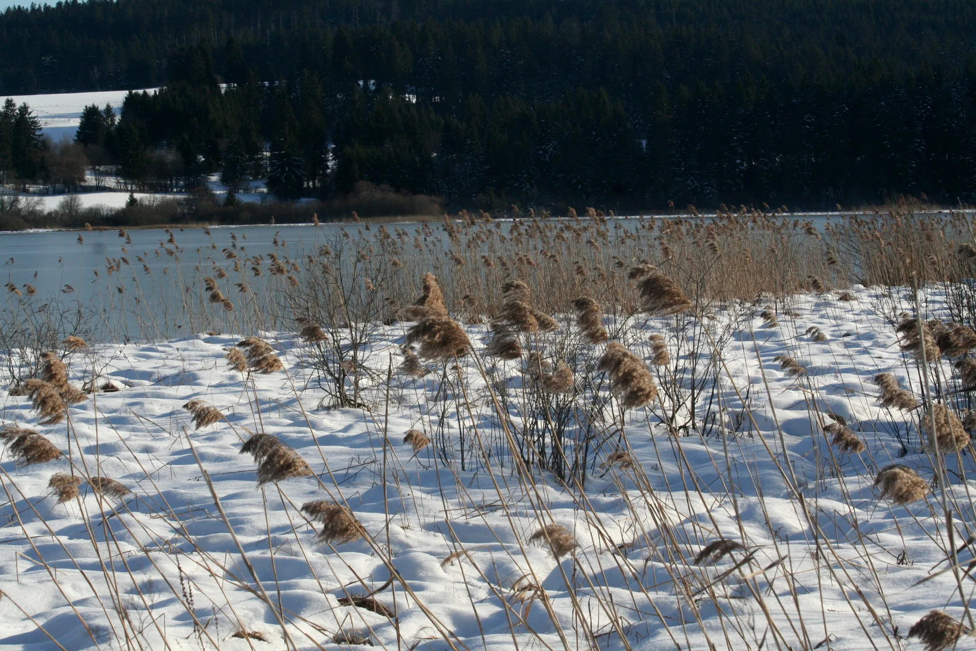Lac de Remoray à Labergement-Sainte-Marie — À 1,1 km du lac