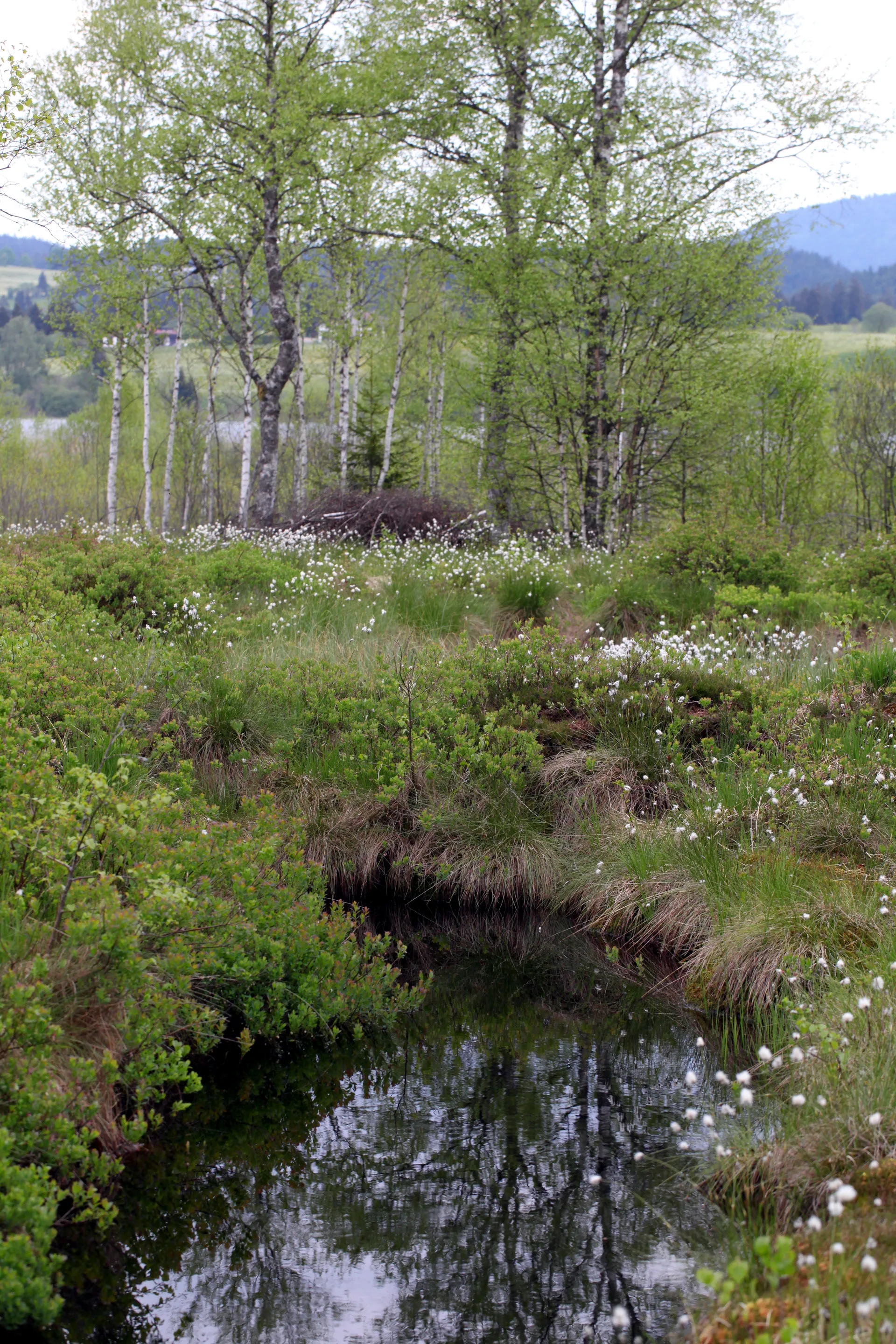 Lac de Remoray à Labergement-Sainte-Marie — À 1,2 km du lac