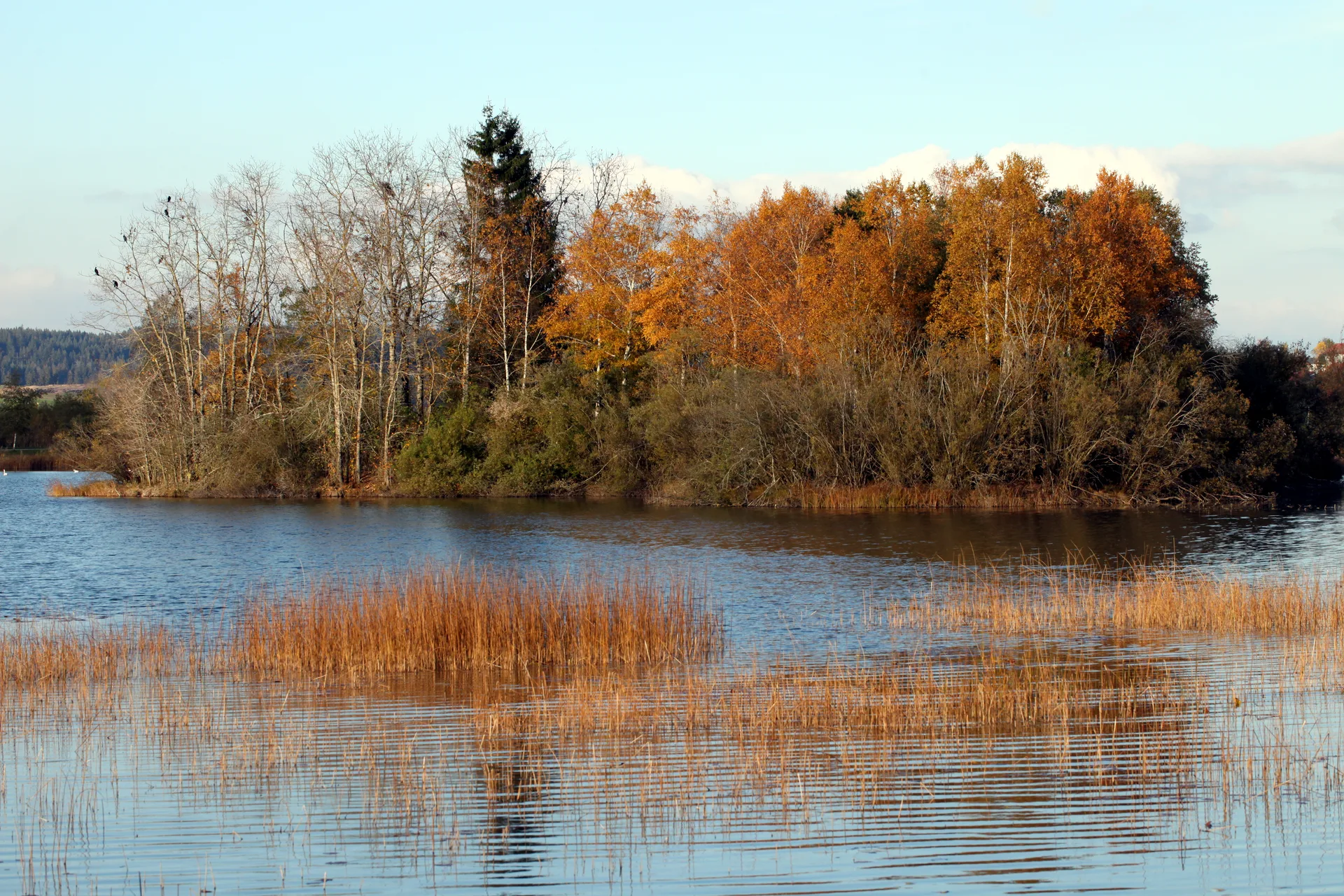 Lac de Remoray à Labergement-Sainte-Marie — À 447 m du lac